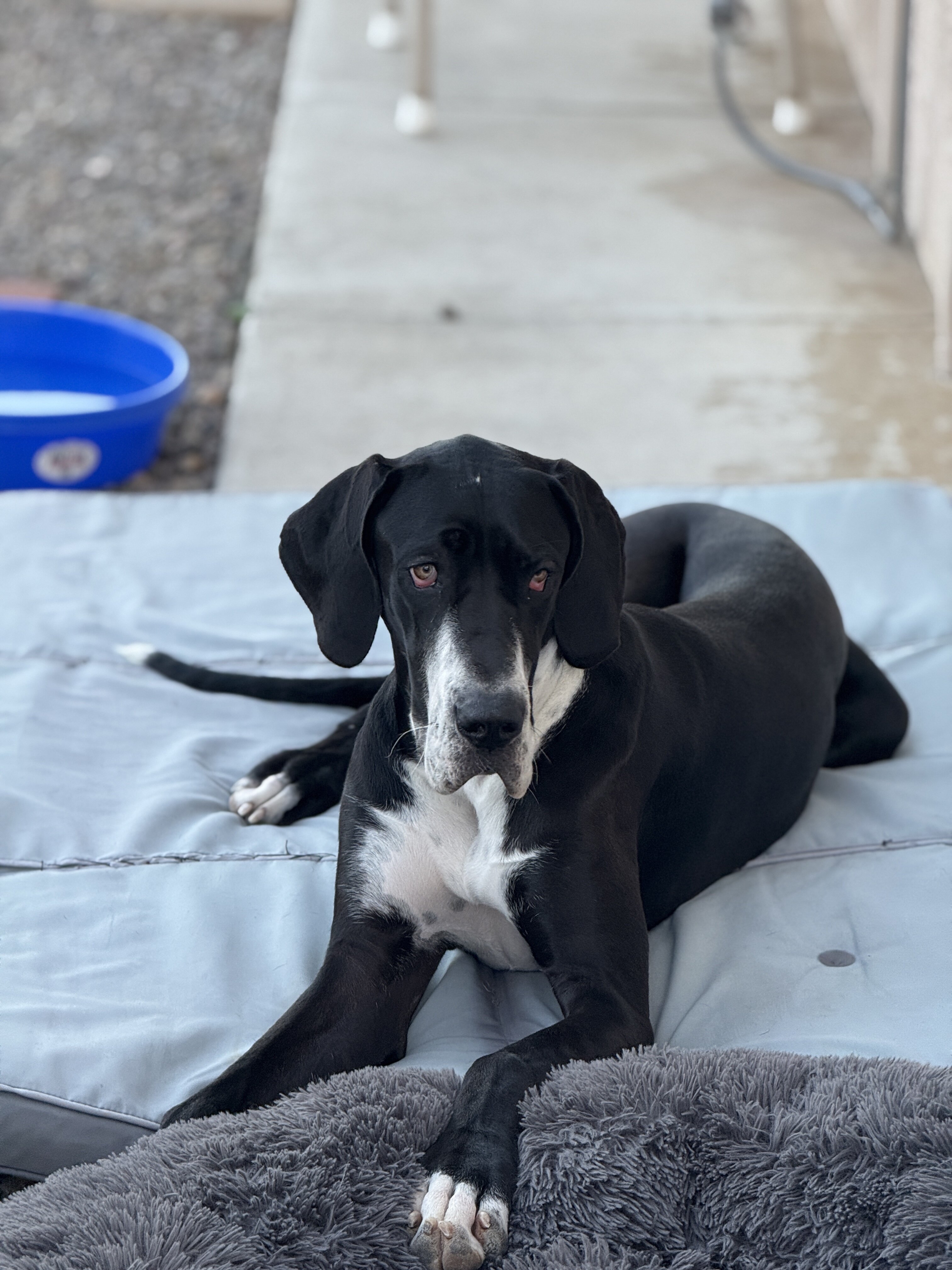 Great Dane image 4