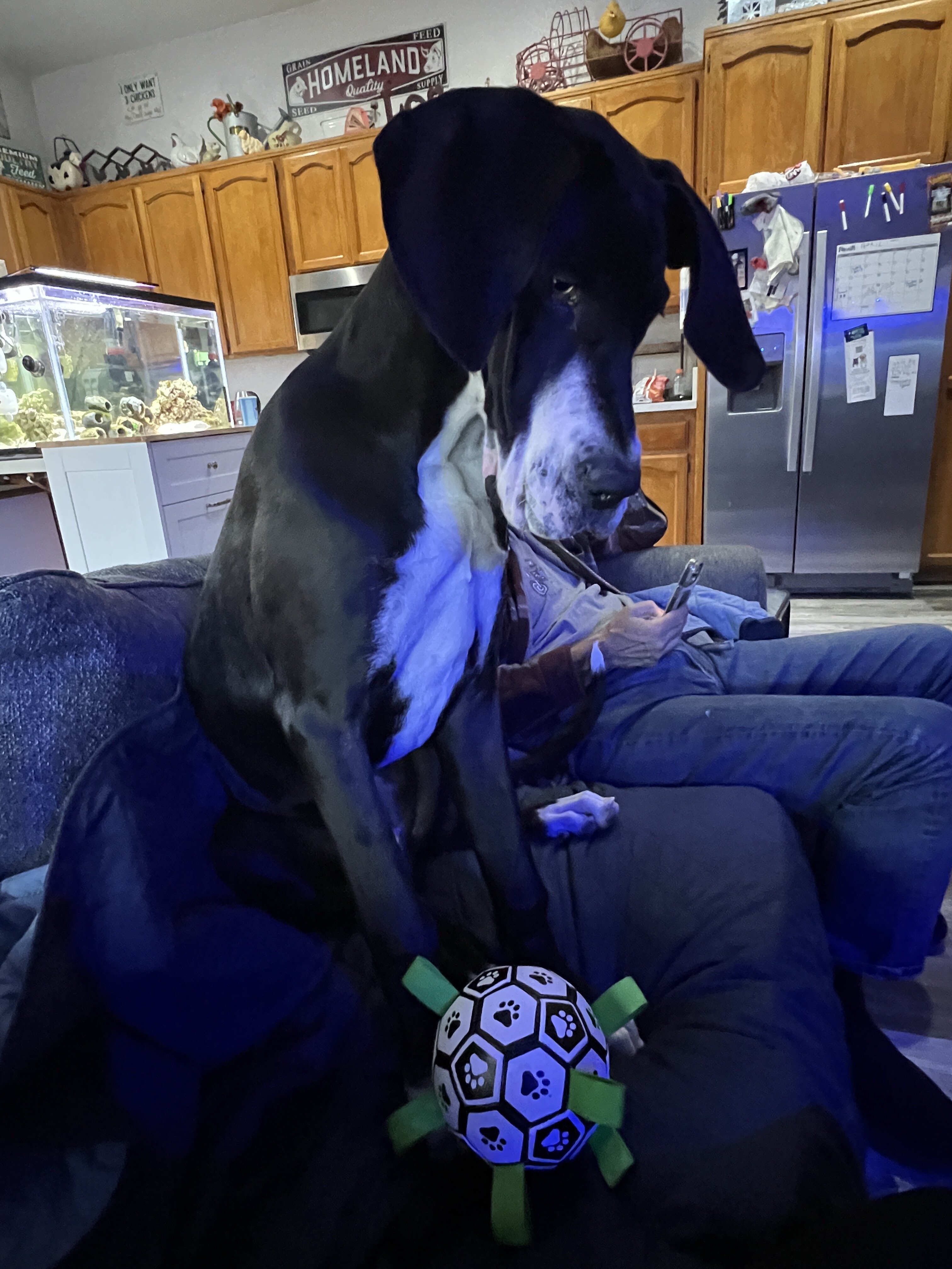 Great Dane image 7