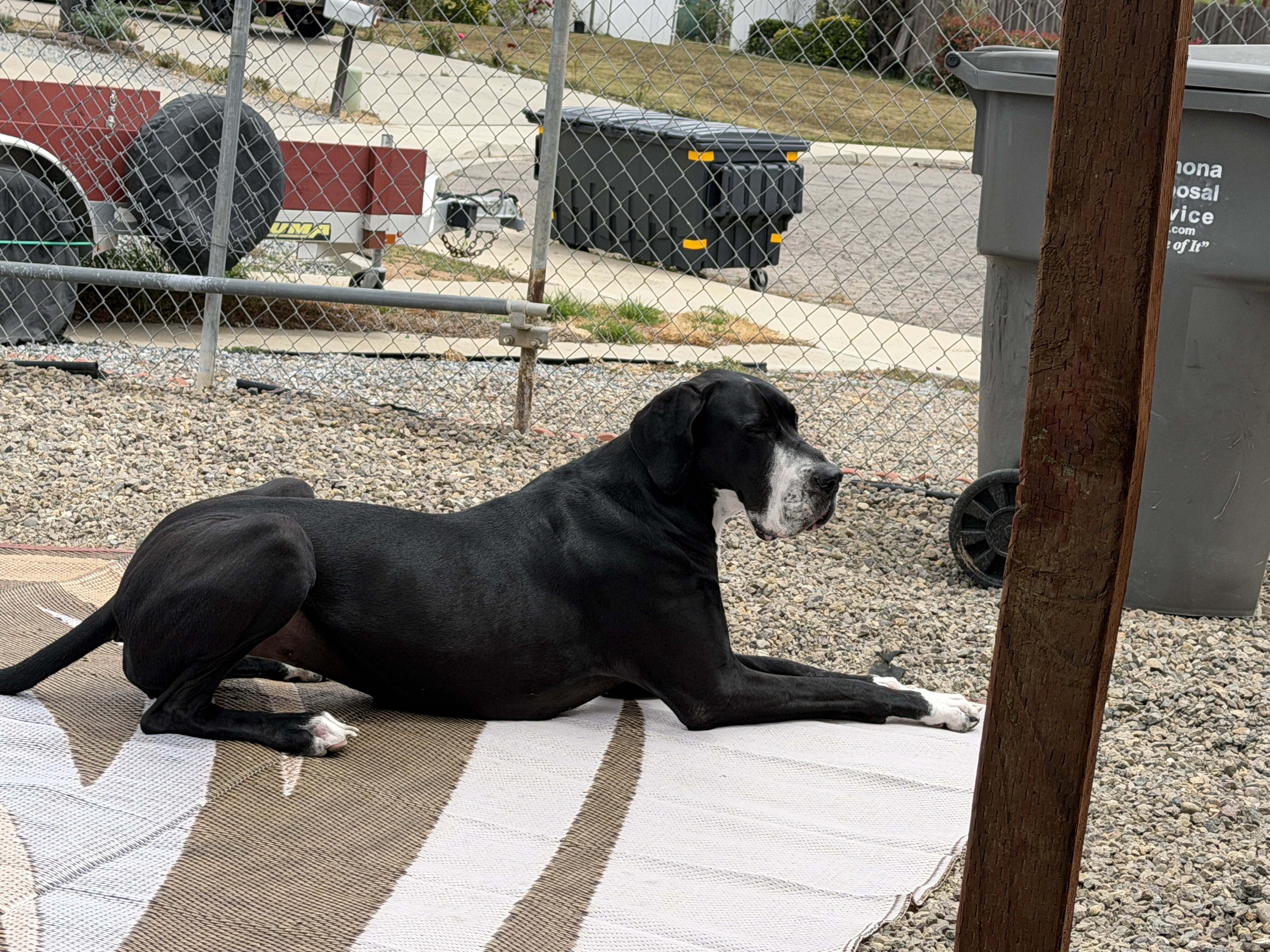 Great Dane image 3