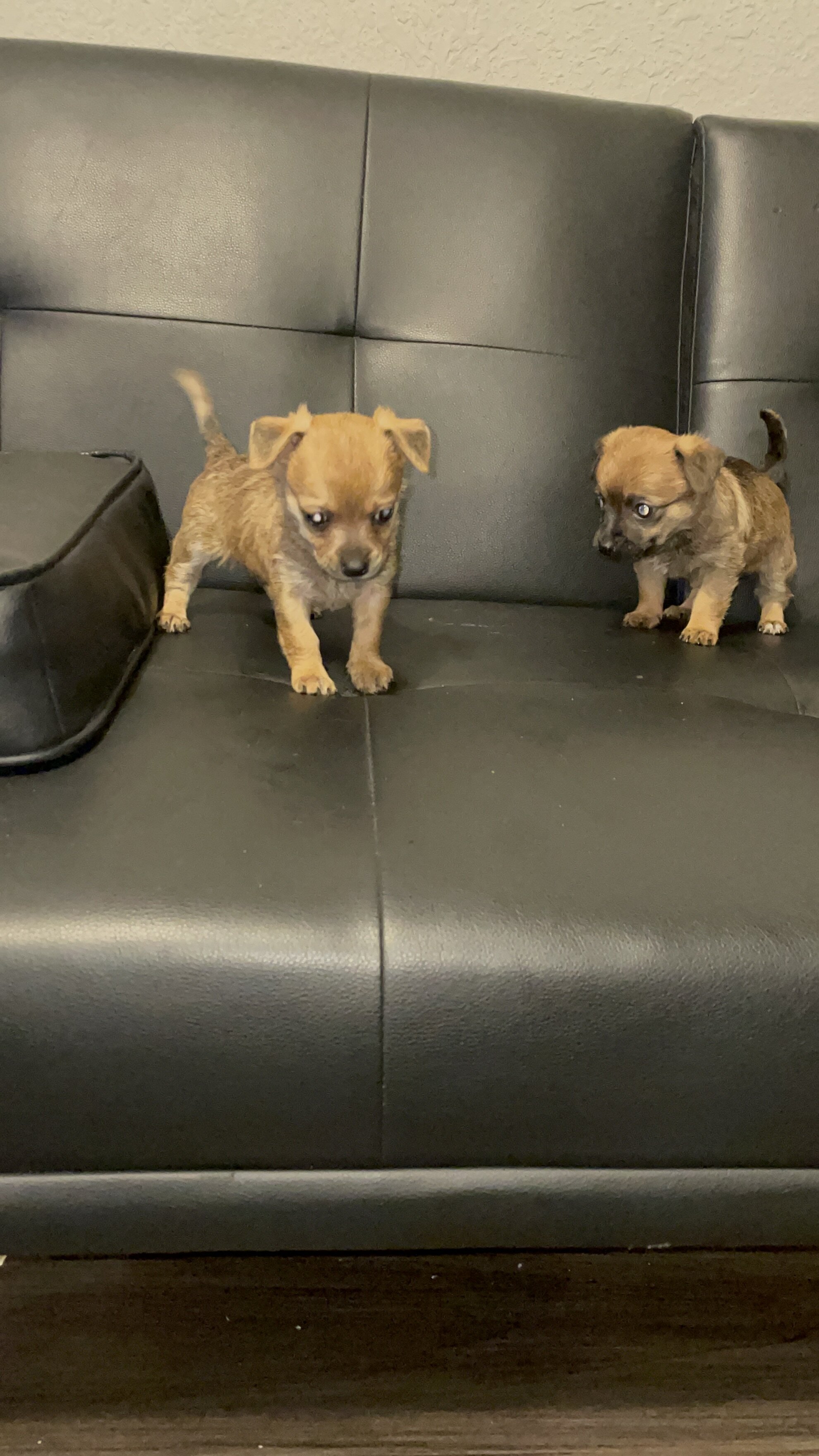 Chihuahua mix pups image 6