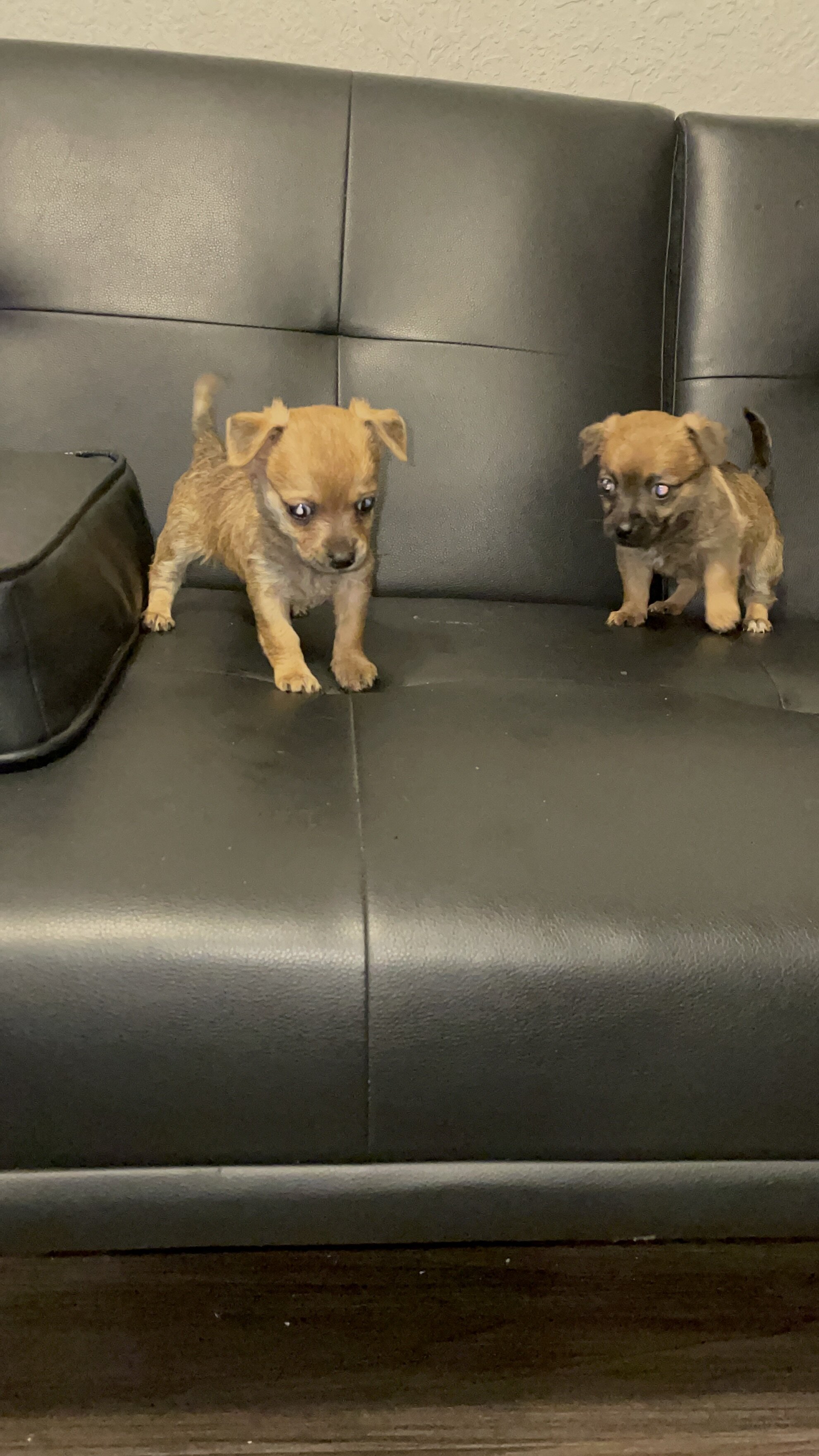 Chihuahua mix pups image 5