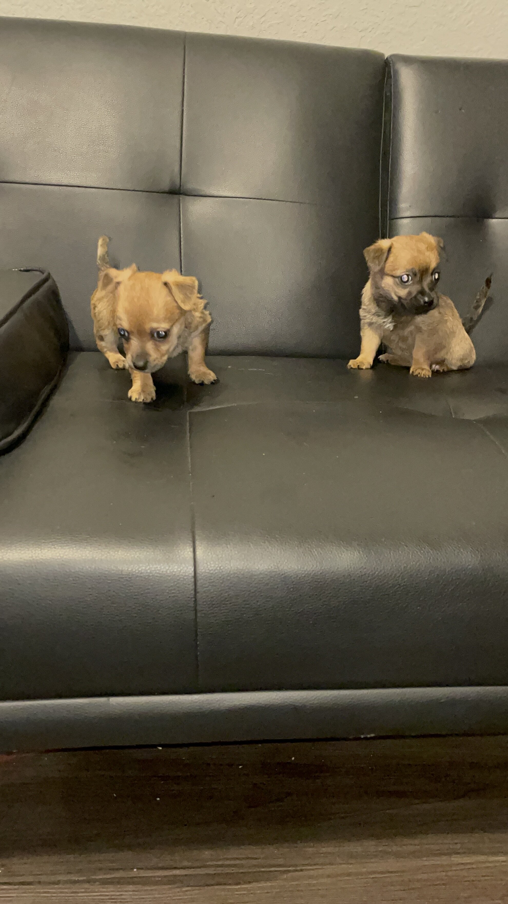 Chihuahua mix pups image 4