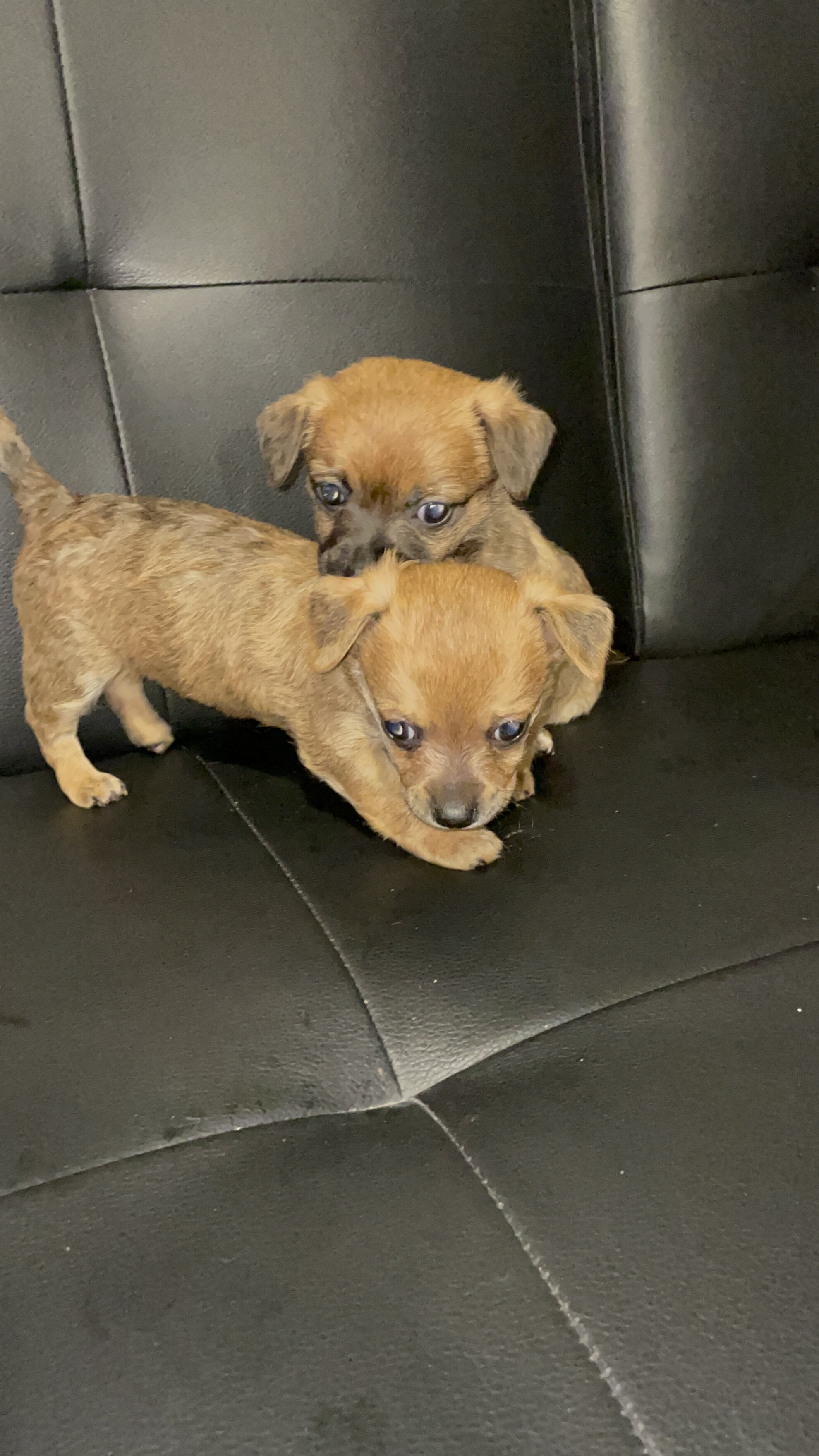 Chihuahua mix pups image 3