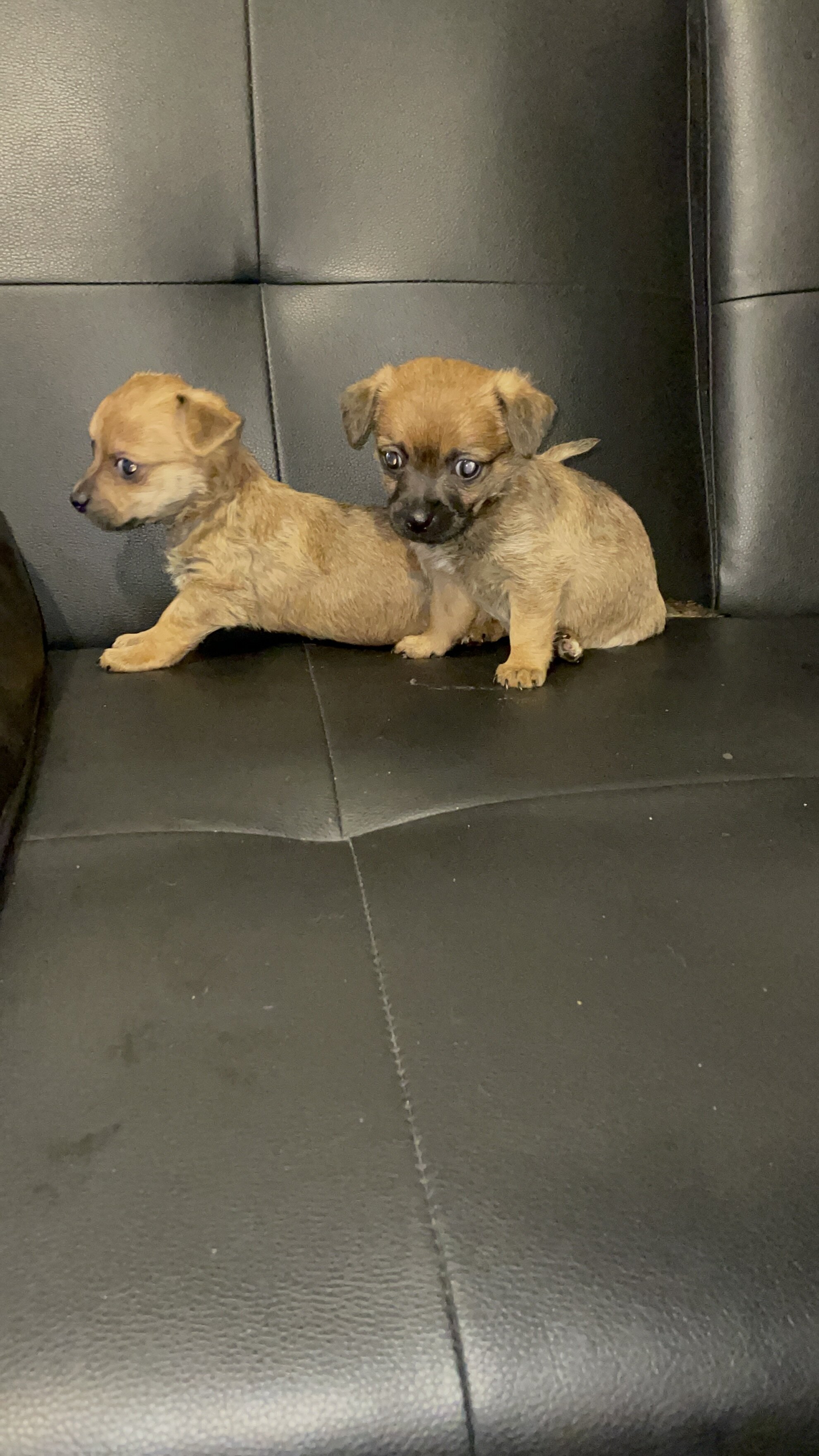 Chihuahua mix pups image 2