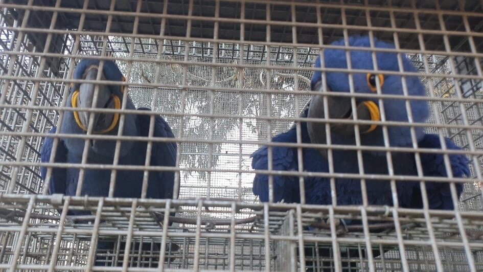Hyacinths Talking Parrots For Sale image 2