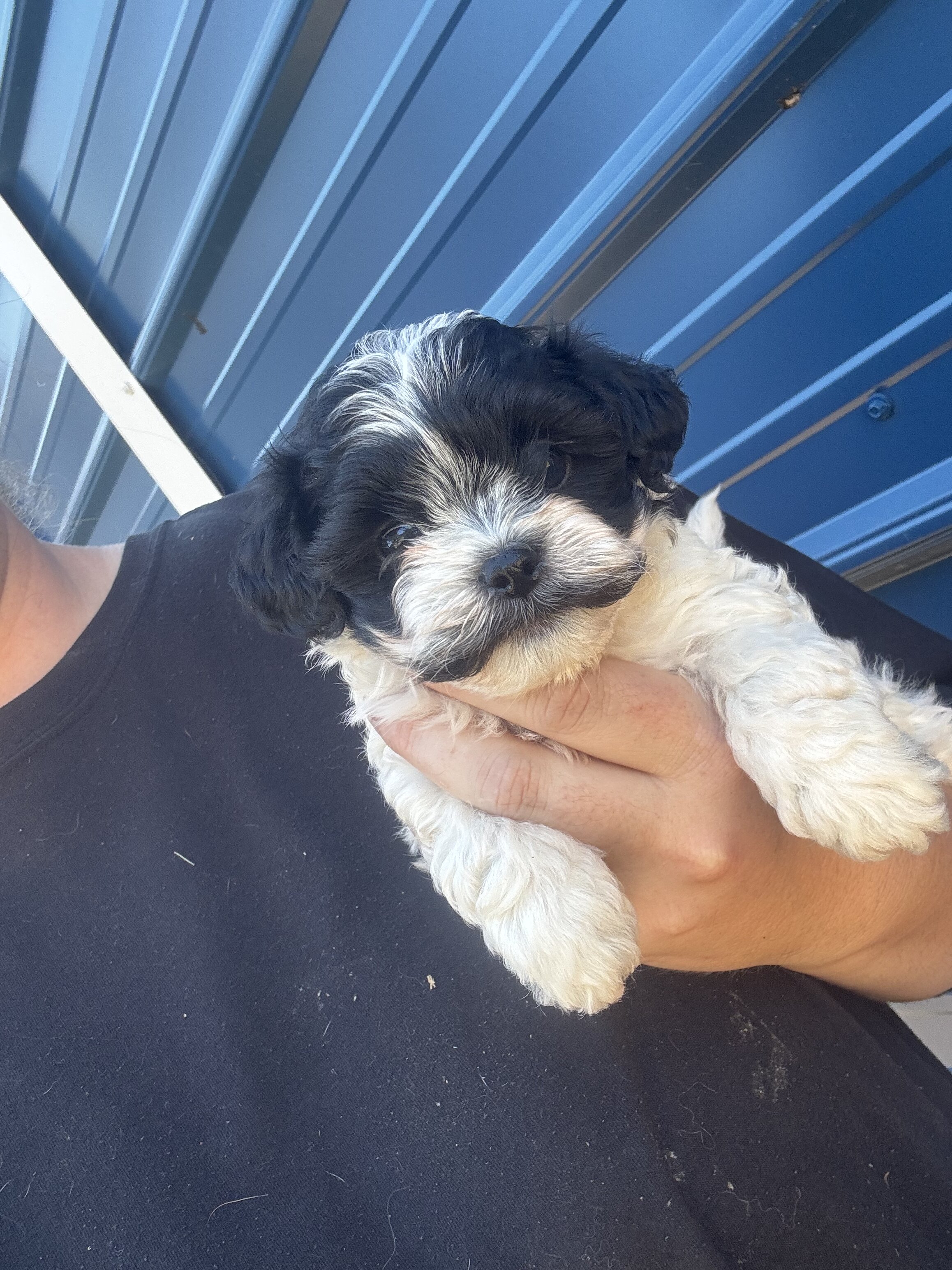 Shihpoo image 1