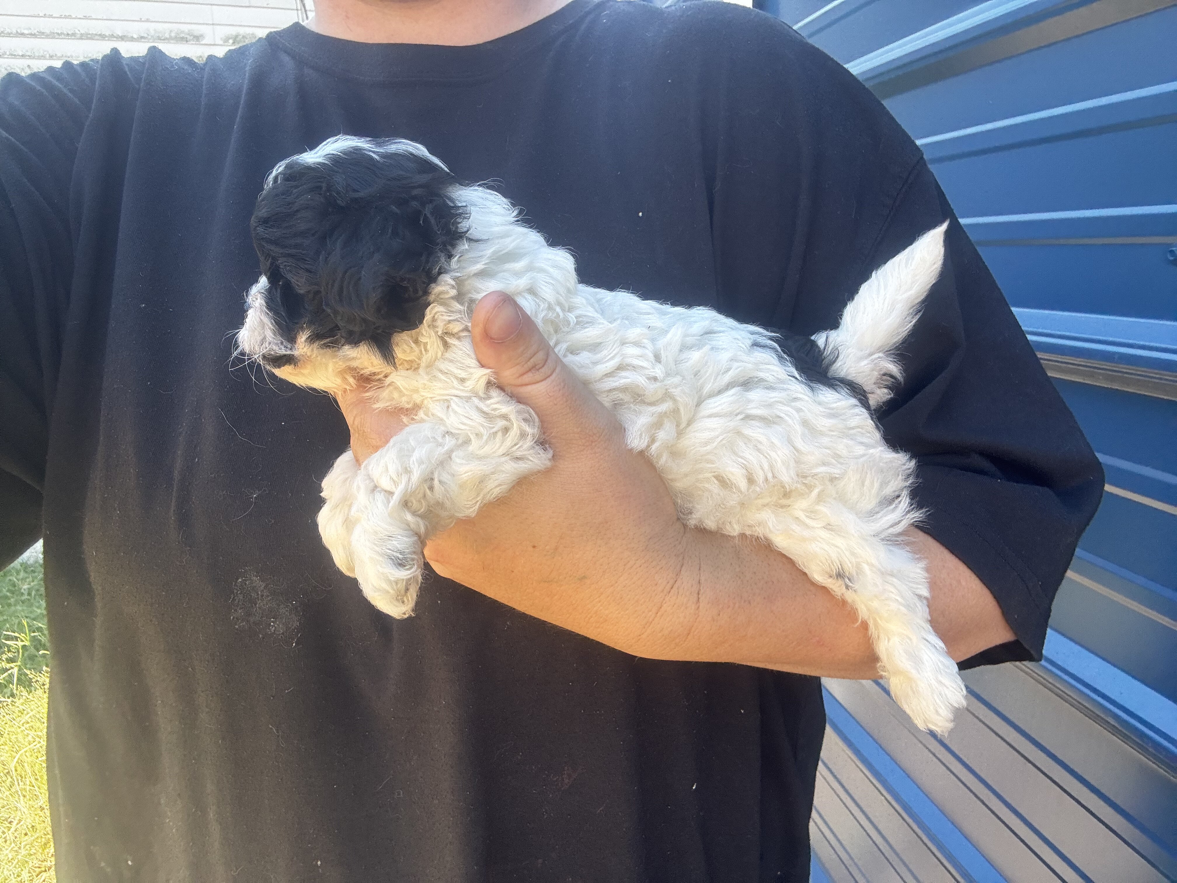 Shihpoo image 2