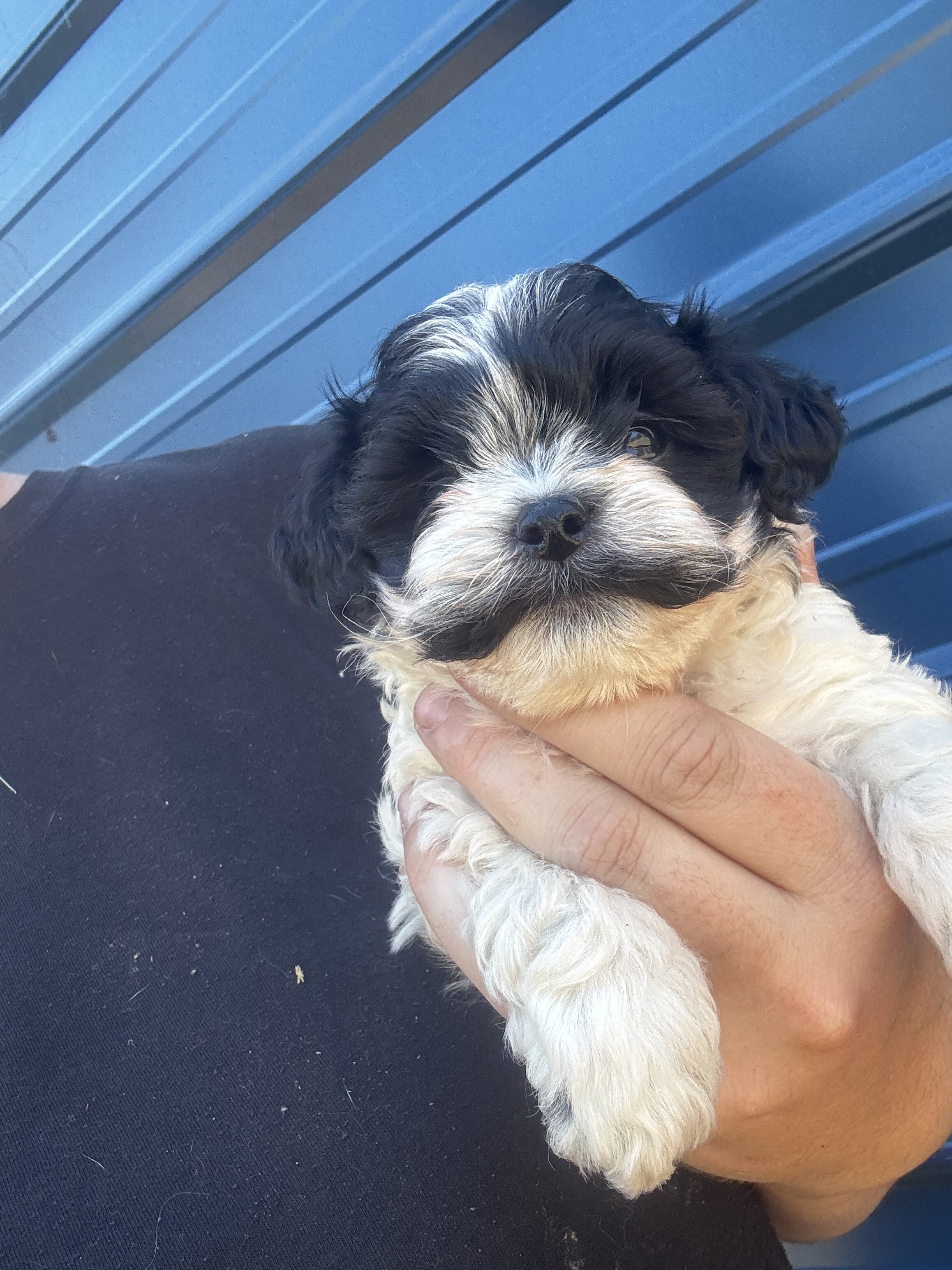 Shihpoo image 5