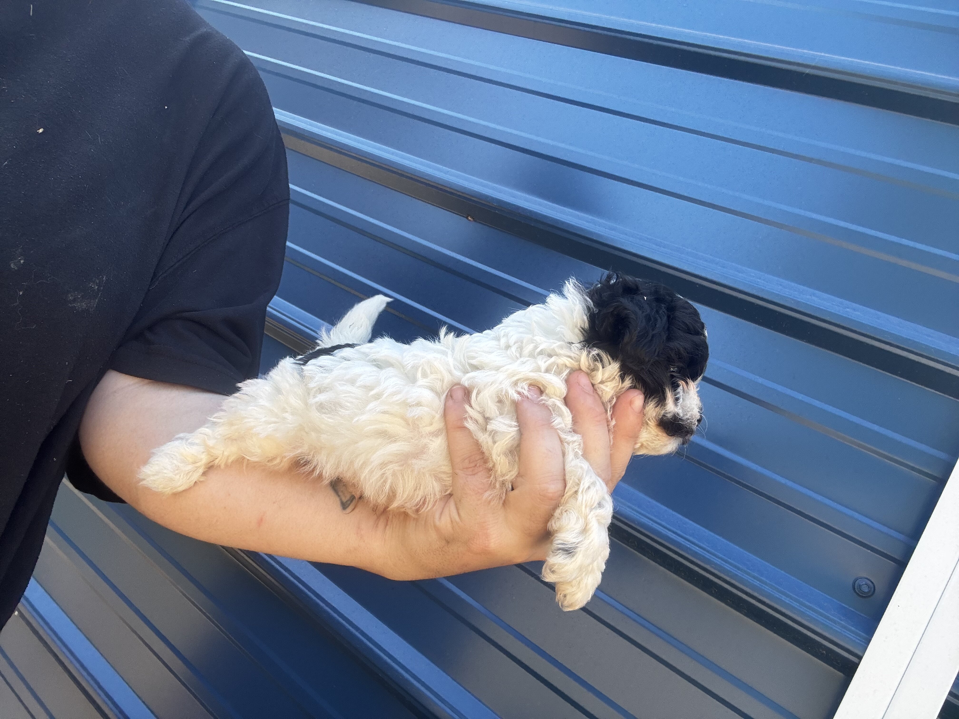 Shihpoo image 3