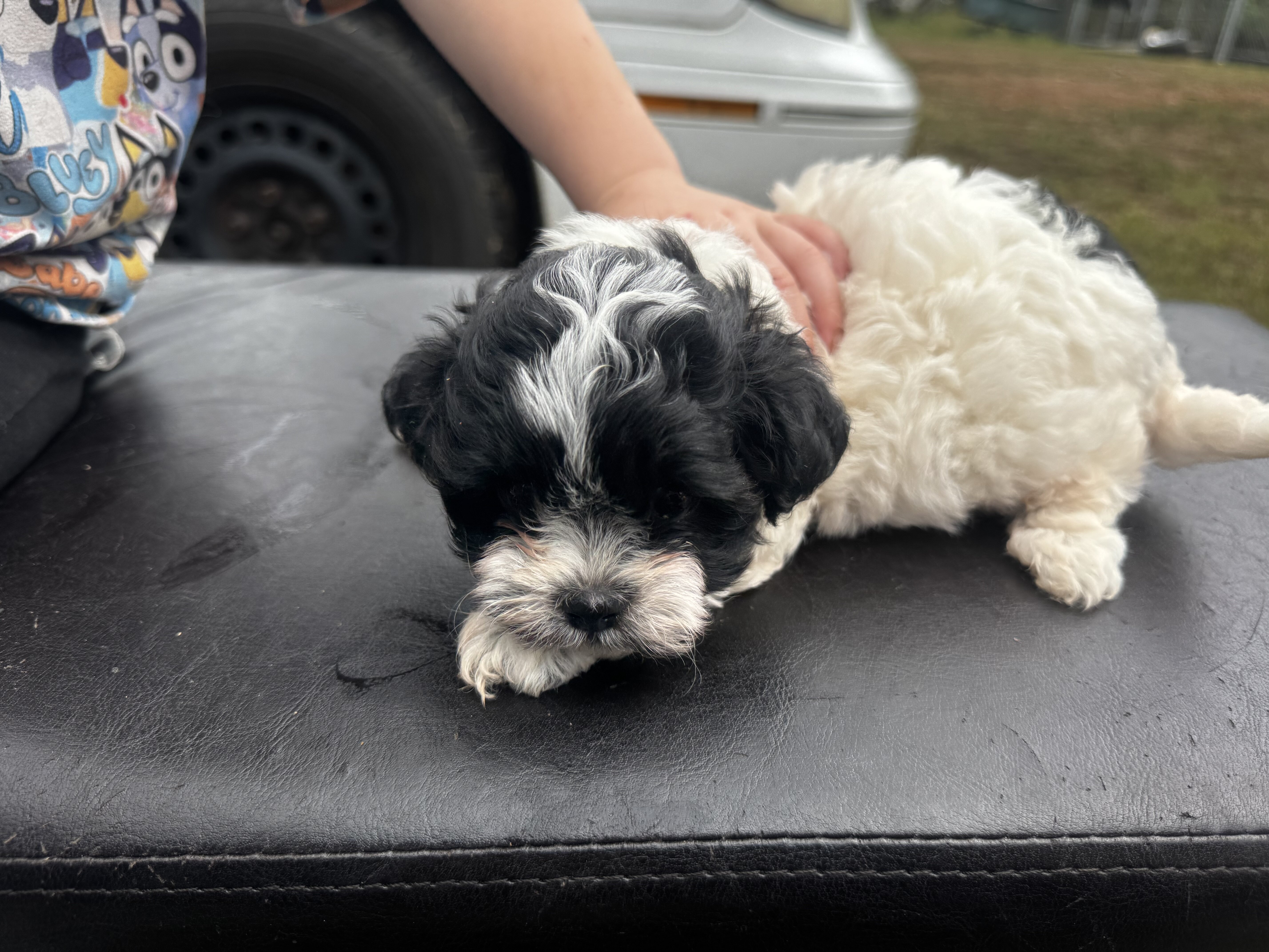 Shihpoo image 7