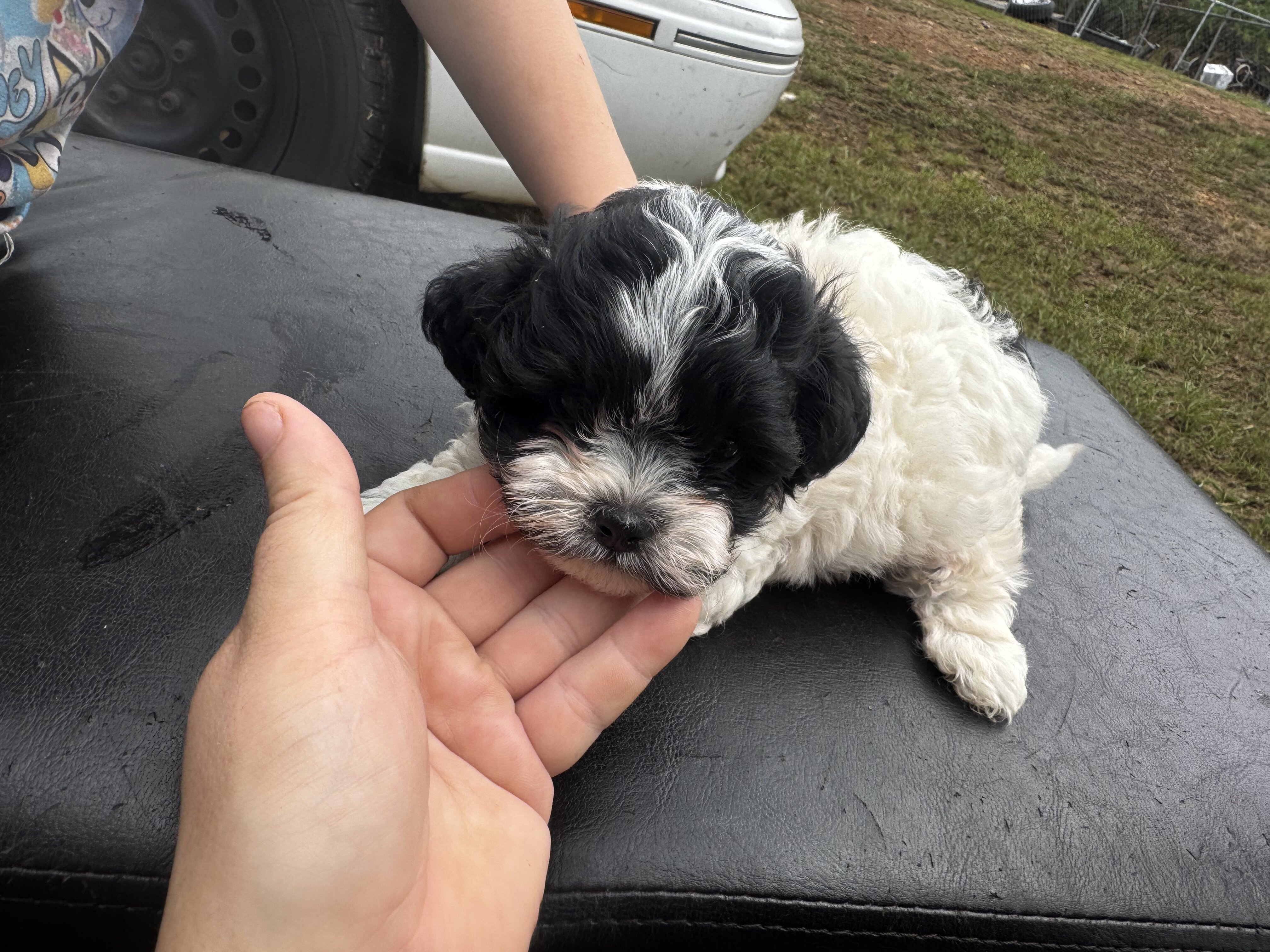 Shihpoo image 4