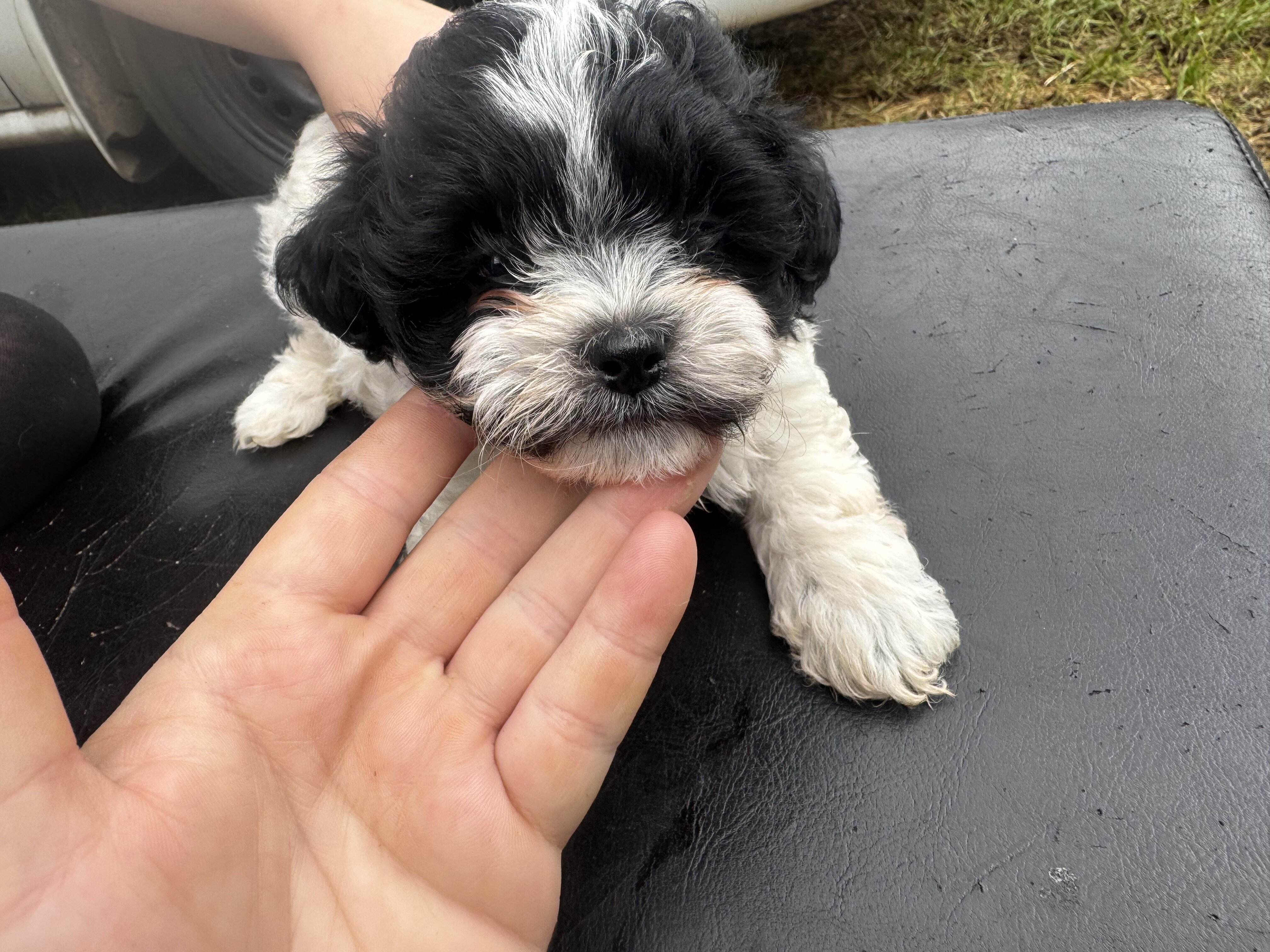 Shihpoo image 6