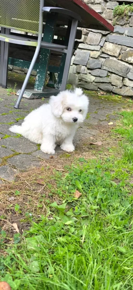 Adorable Maltese Puppies – 15 Weeks Old! image 1