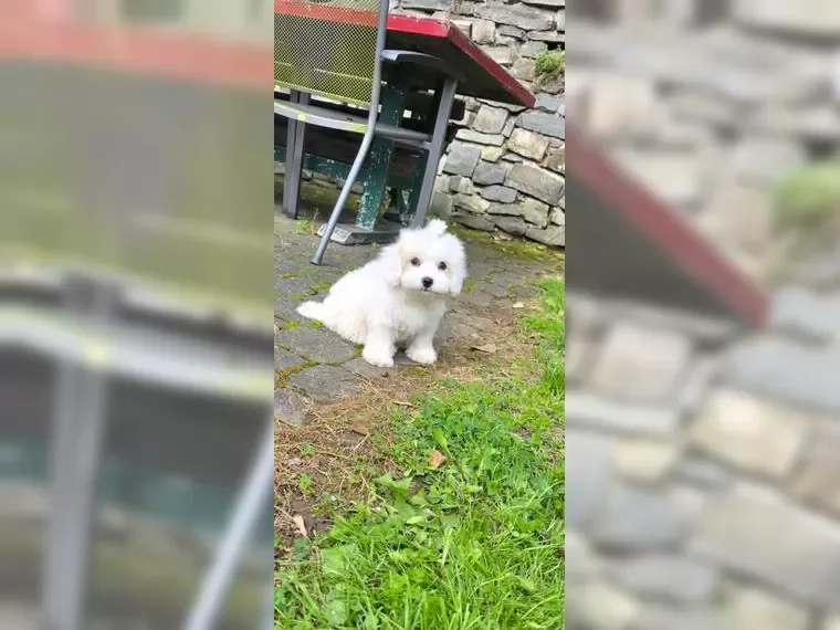Adorable Maltese Puppies – 15 Weeks Old! image 2