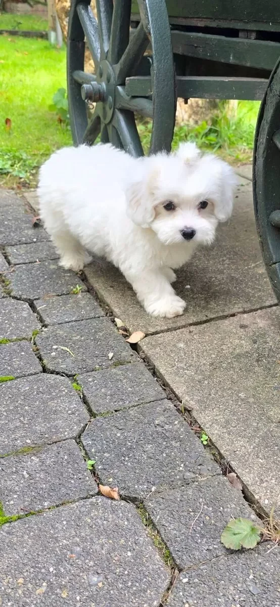 Adorable Maltese Puppies – 15 Weeks Old! image 3