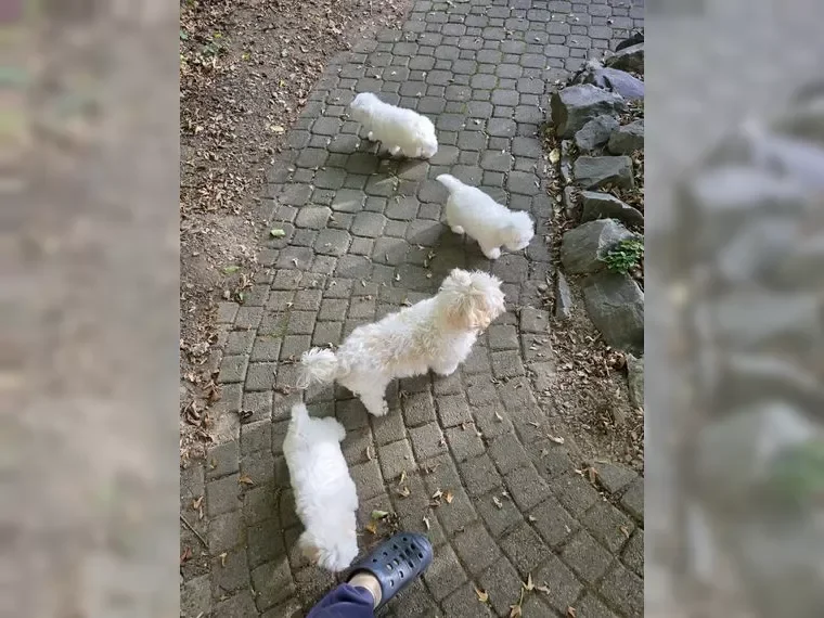 Adorable Maltese Puppies – 15 Weeks Old! image 4