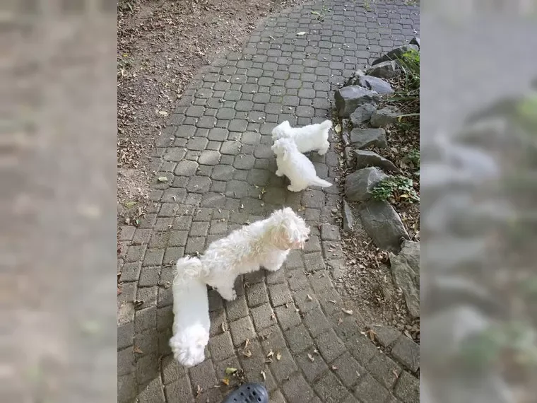 Adorable Maltese Puppies – 15 Weeks Old! image 5
