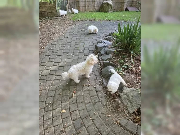 Adorable Maltese Puppies – 15 Weeks Old! image 6