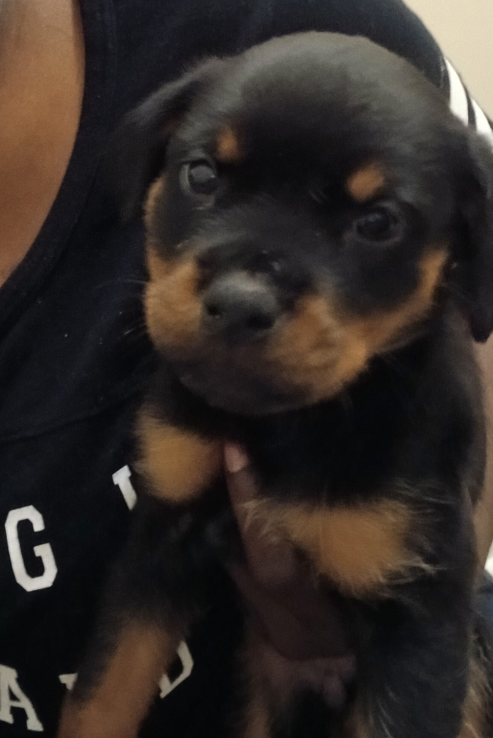 Rottweiler puppies image 4