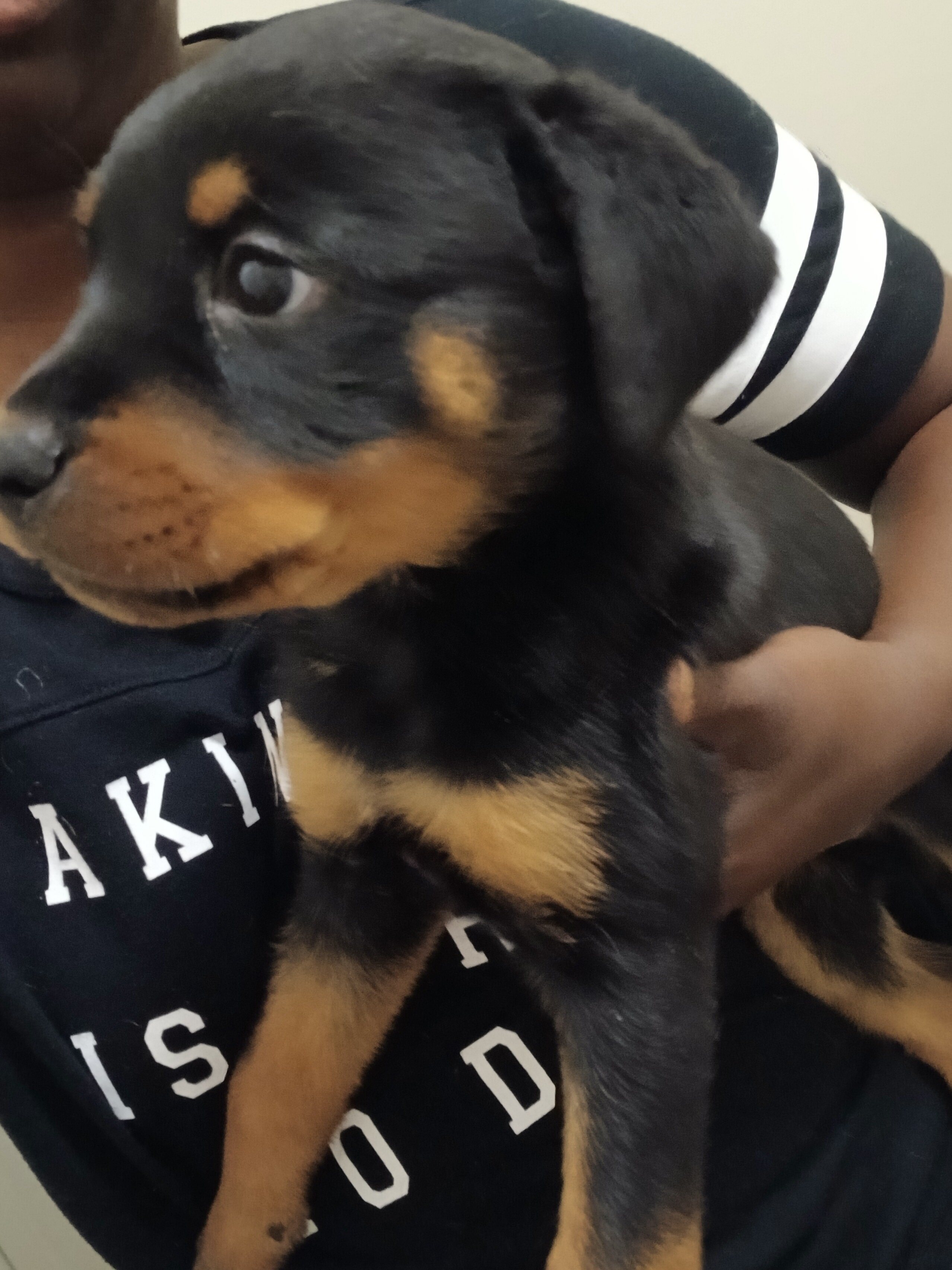 Rottweiler puppies image 1