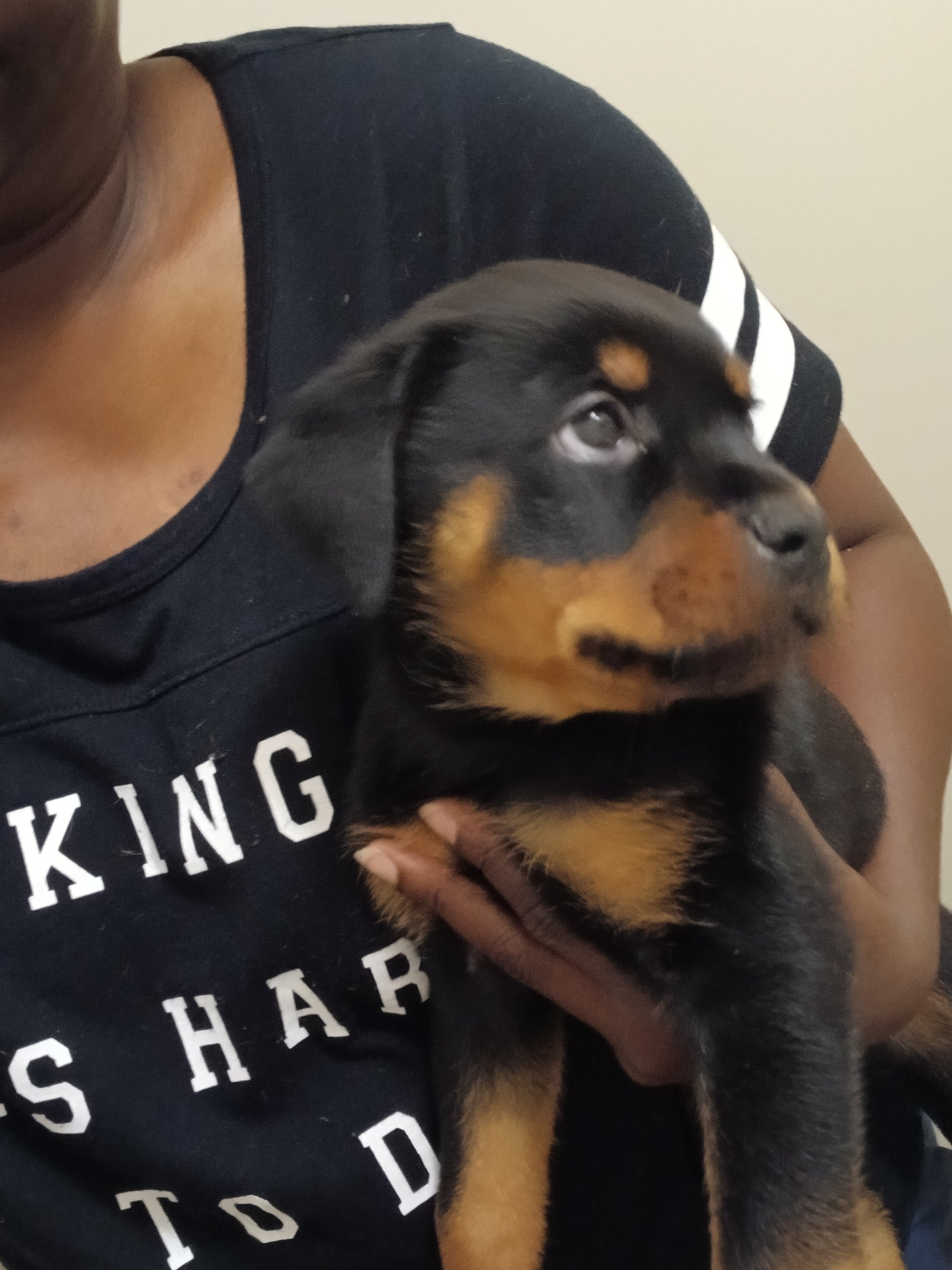 Rottweiler puppies image 2
