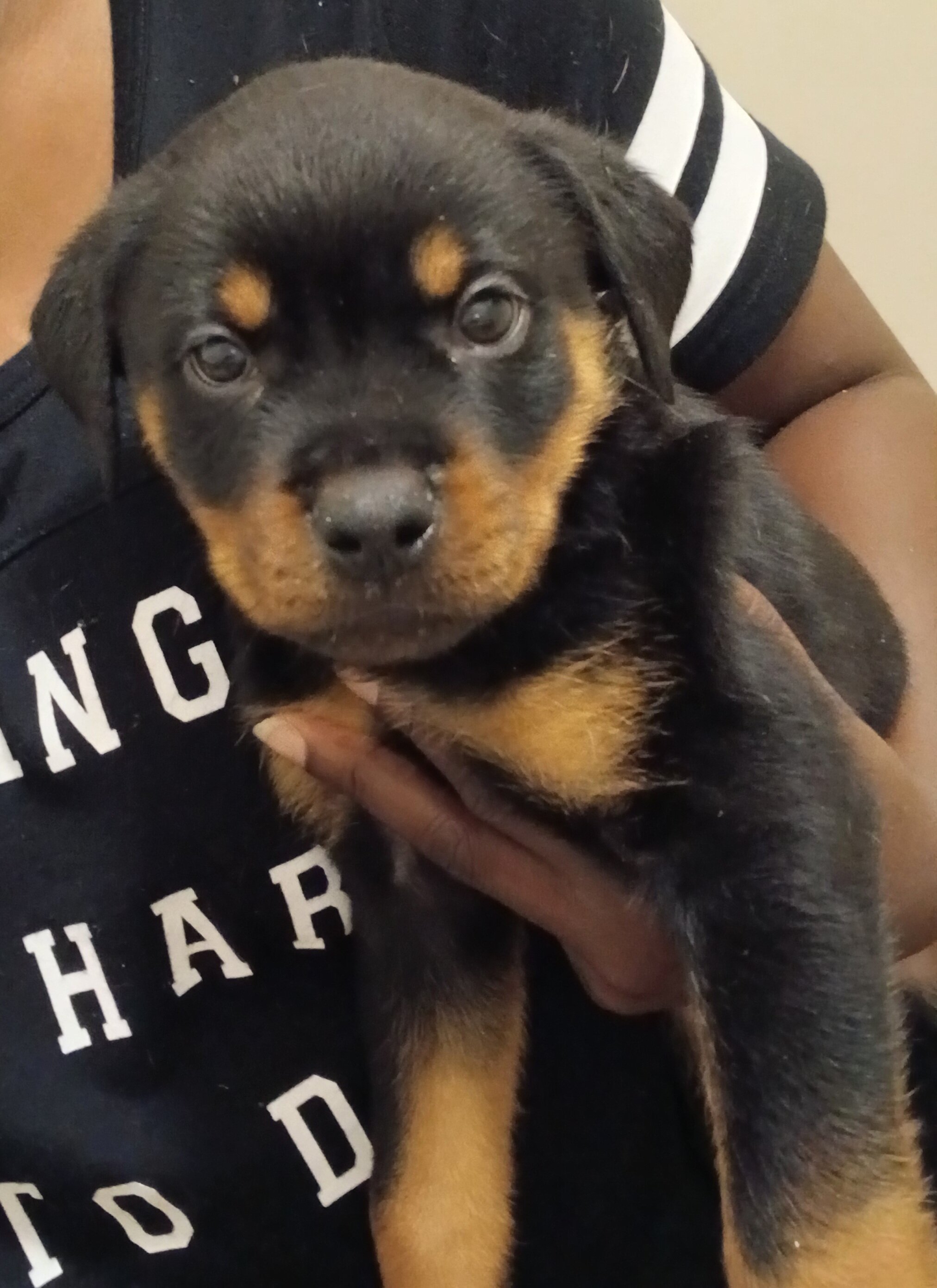 Rottweiler puppies image 3