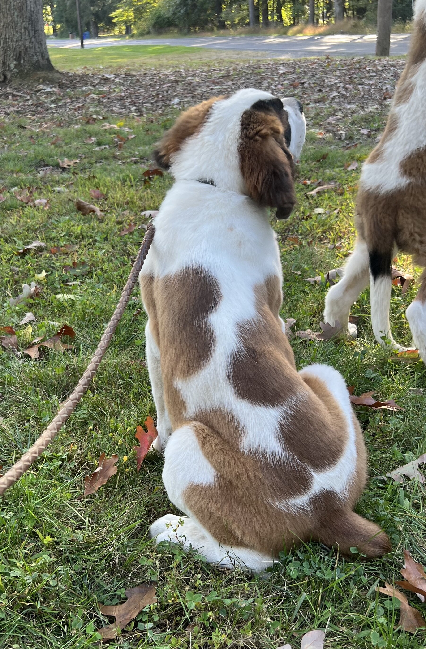 Saint Bernard male puppy image 1