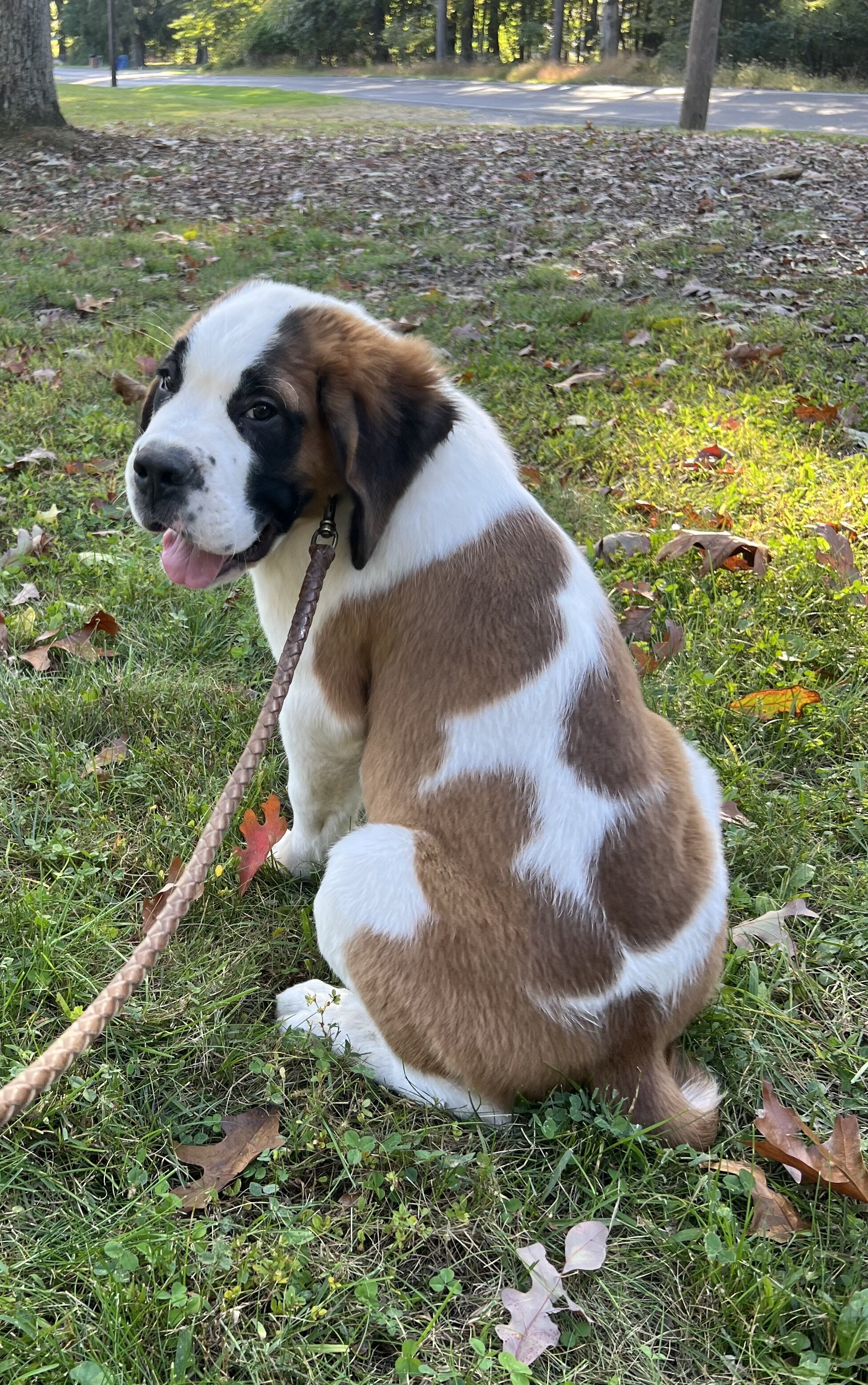Saint Bernard male puppy image 2