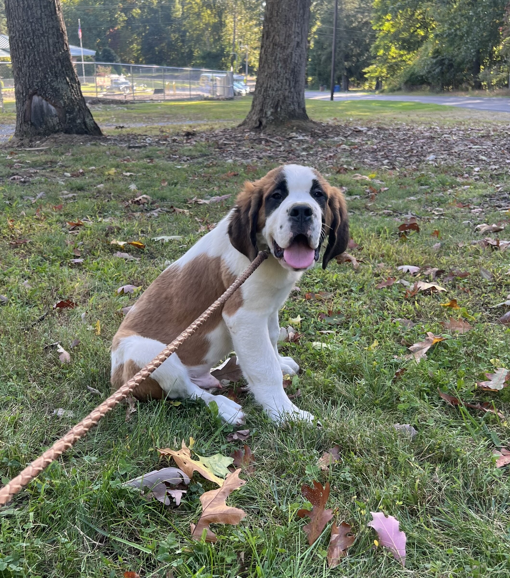 Saint Bernard male puppy image 3