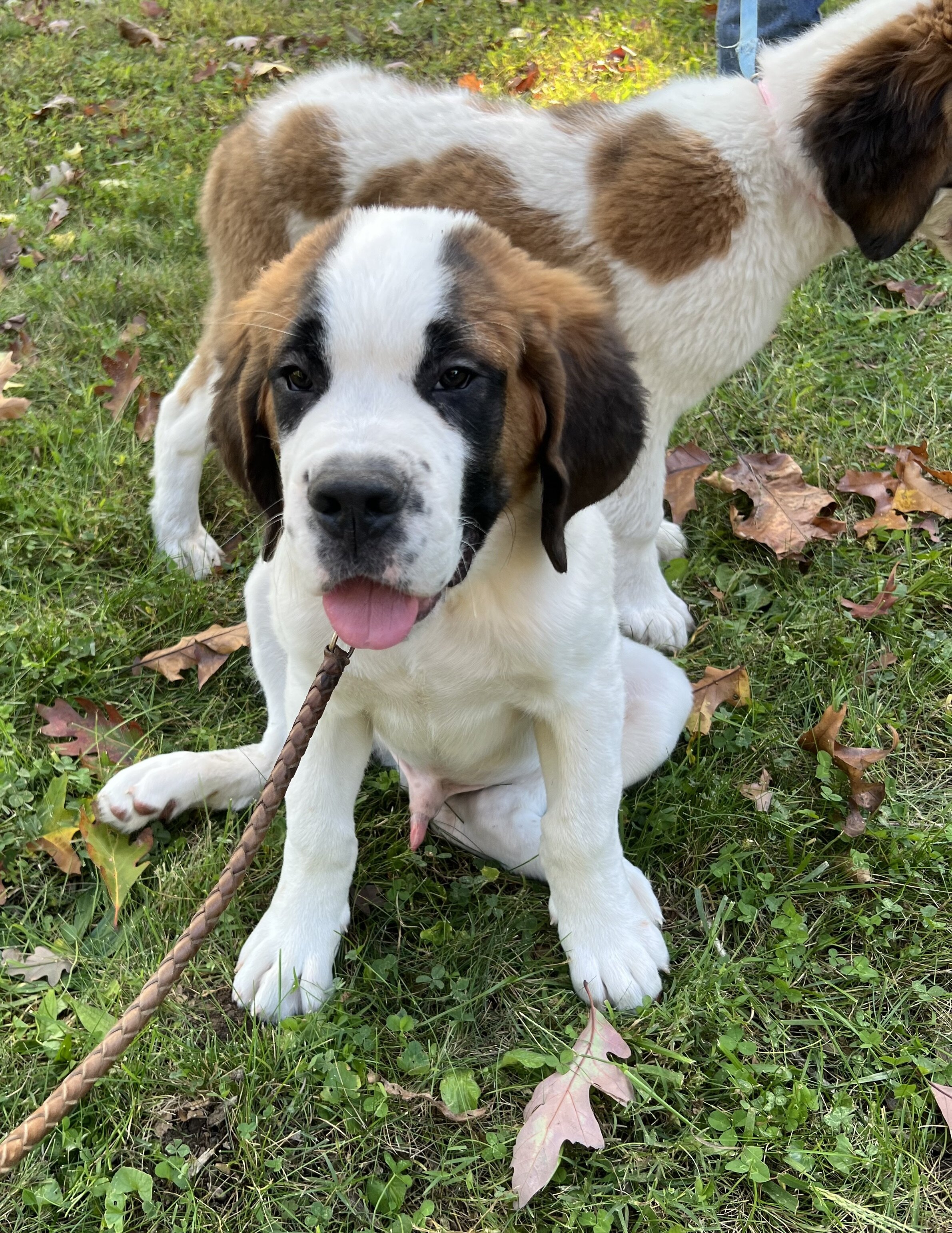 Saint Bernard male puppy image 4