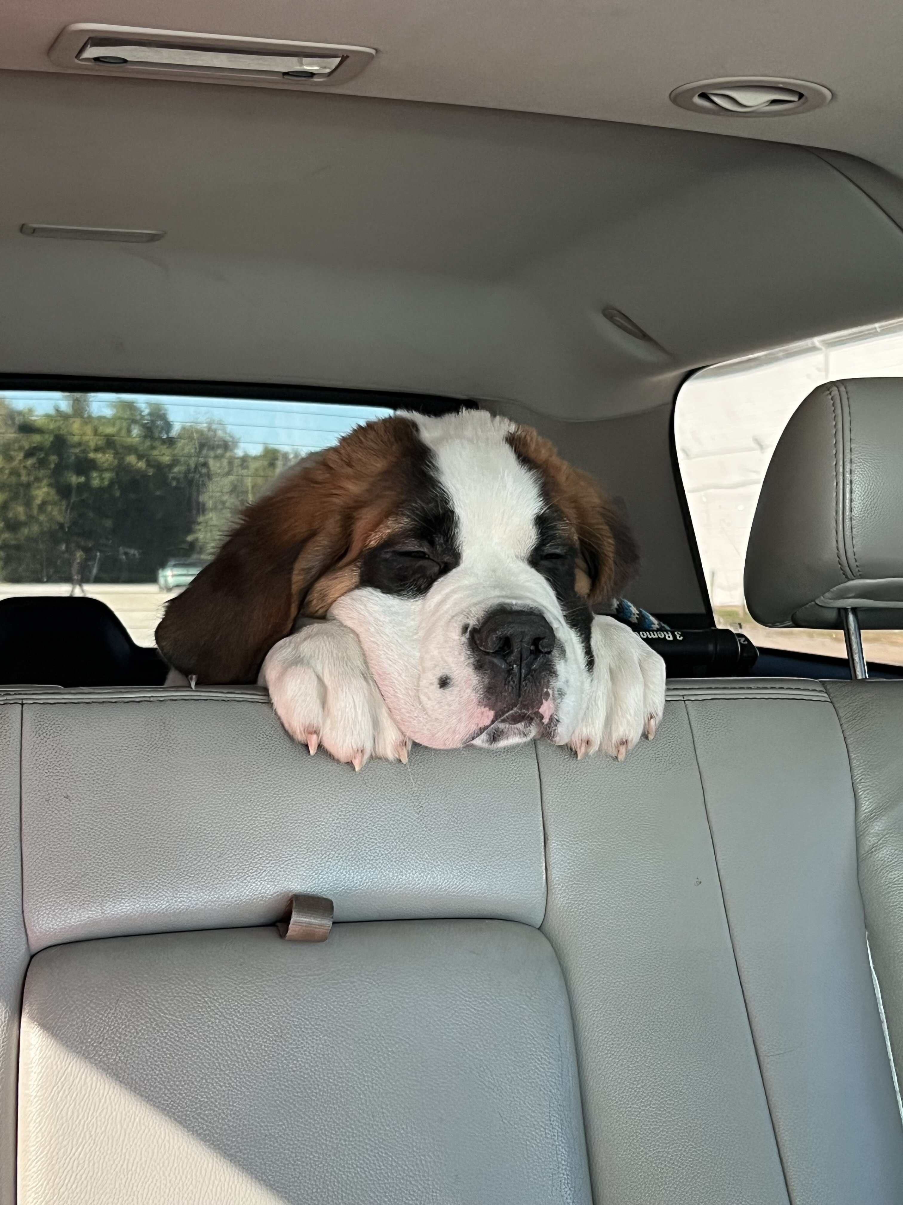 Saint Bernard male puppy image 5