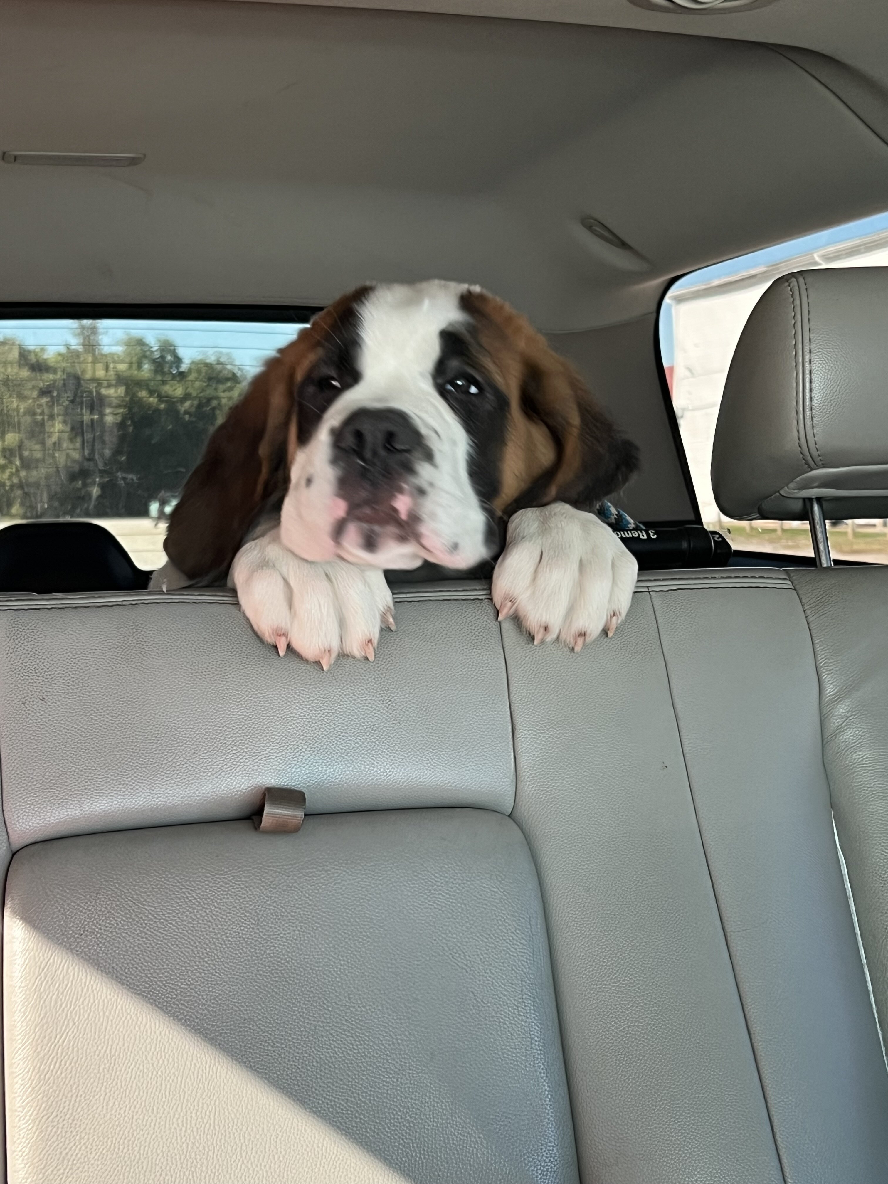 Saint Bernard male puppy image 6