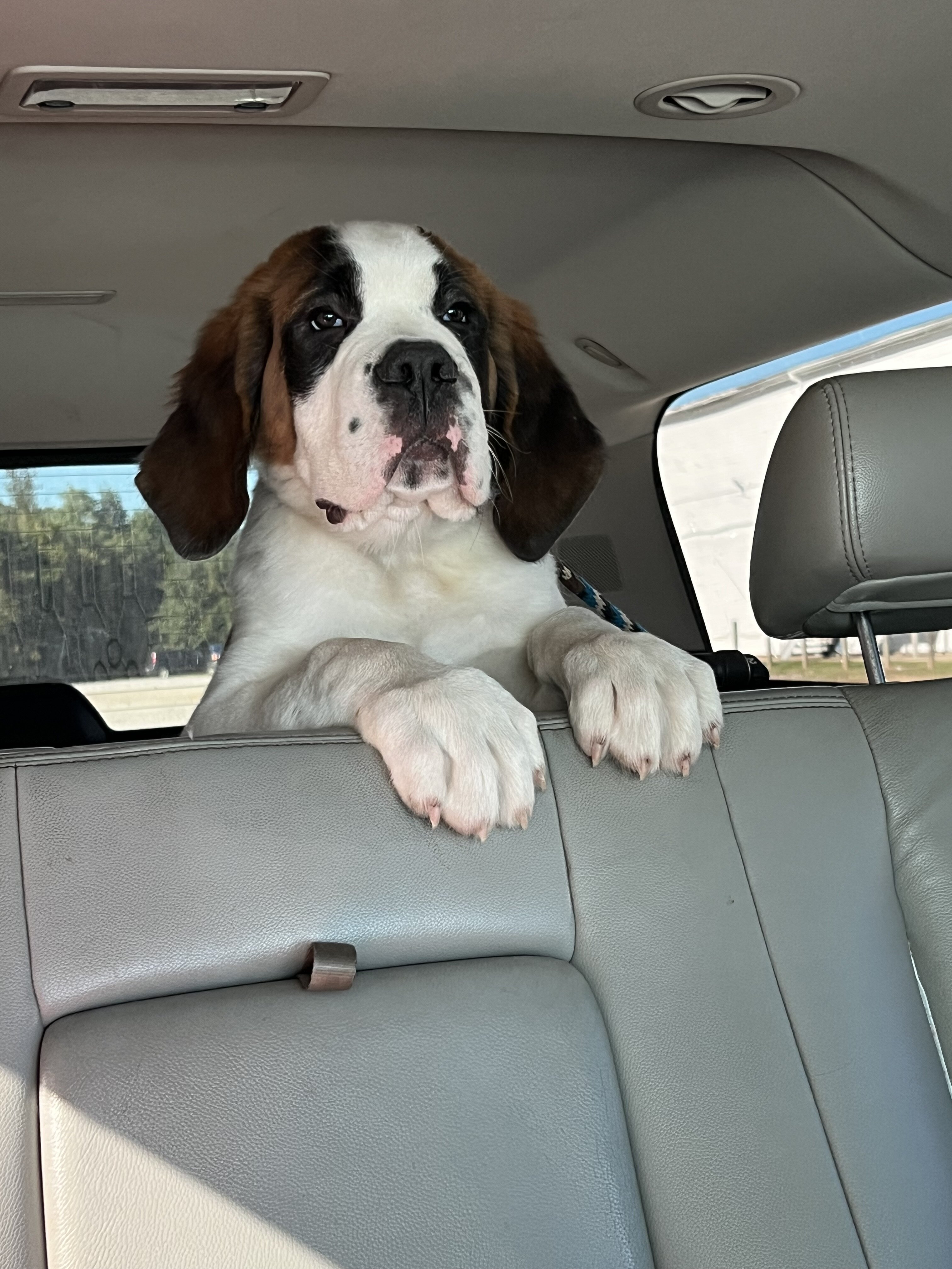Saint Bernard male puppy image 7