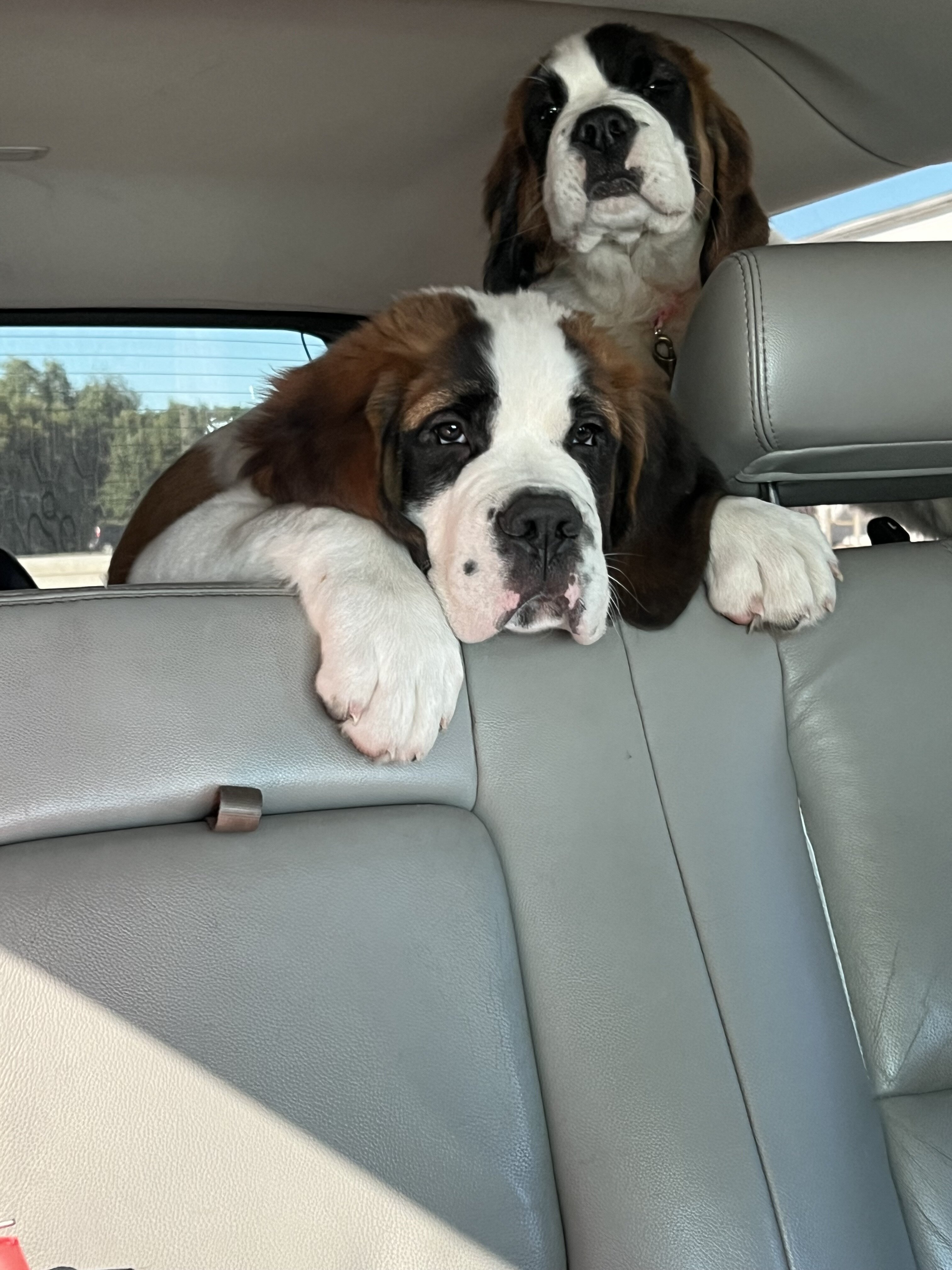 Saint Bernard male puppy image 8