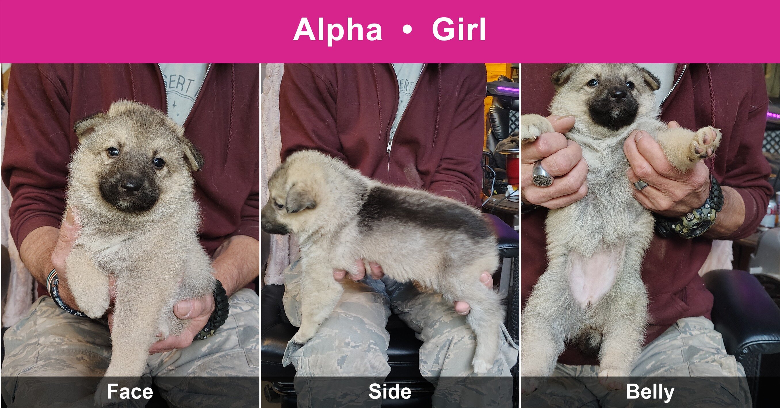 Shepshy Puppies image 8
