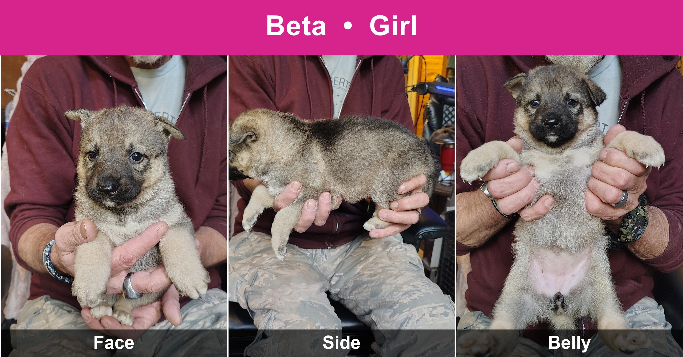 Shepshy Puppies image 1