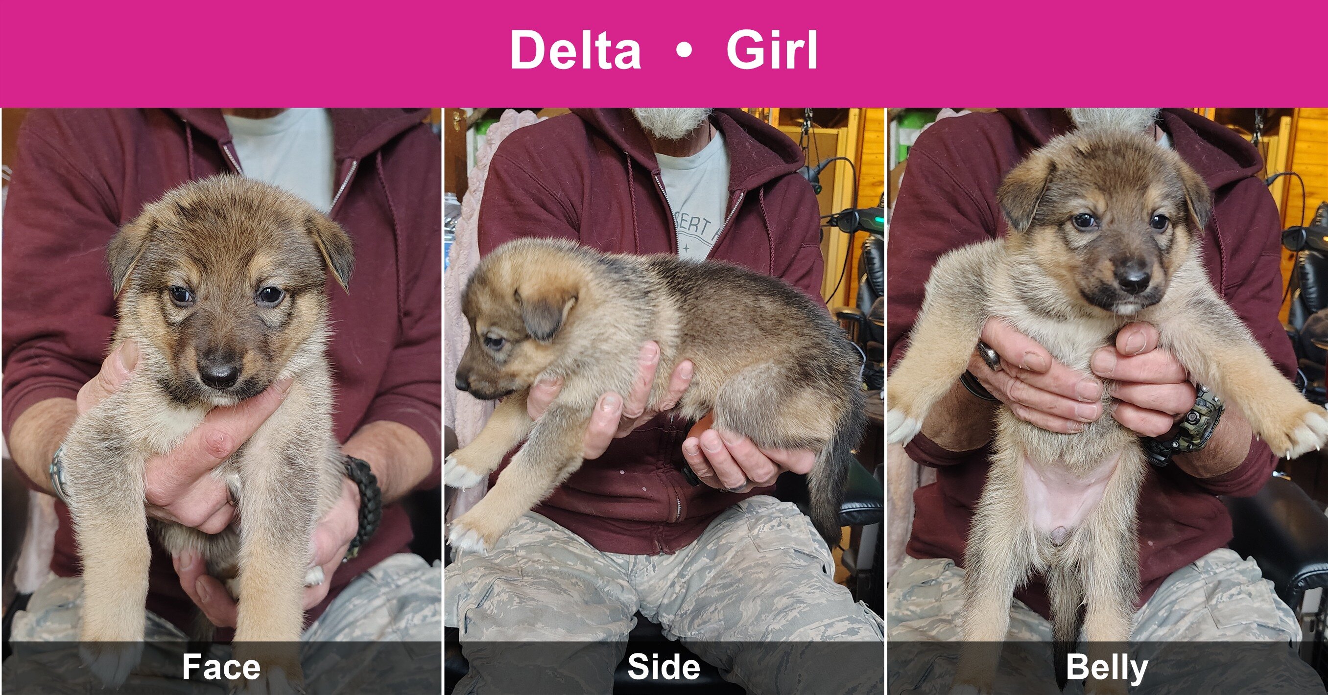 Shepshy Puppies image 2