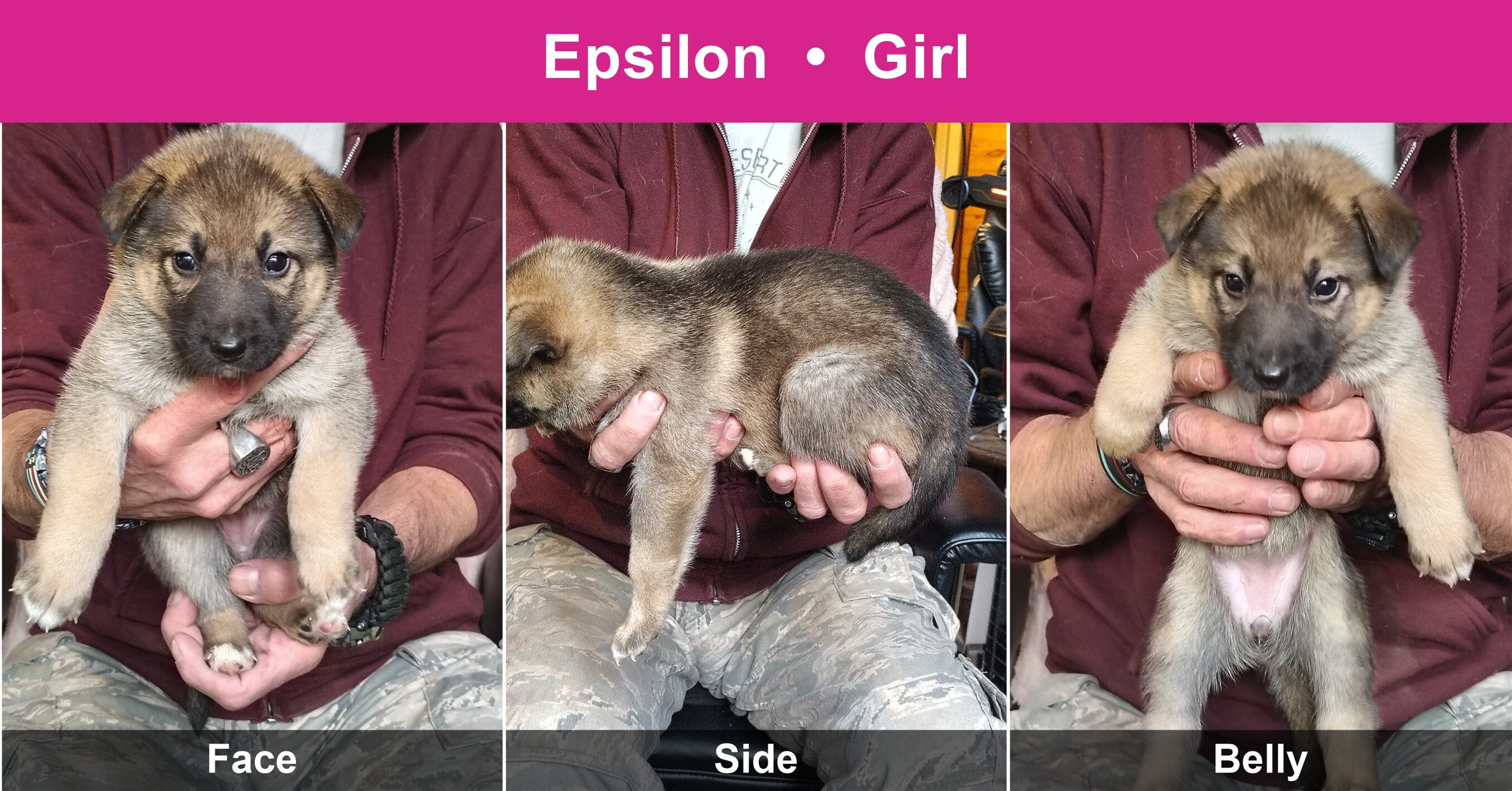 Shepshy Puppies image 3