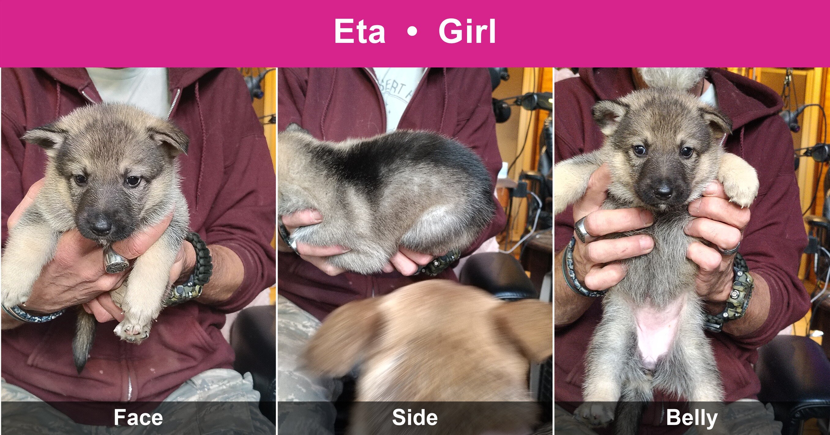 Shepshy Puppies image 4