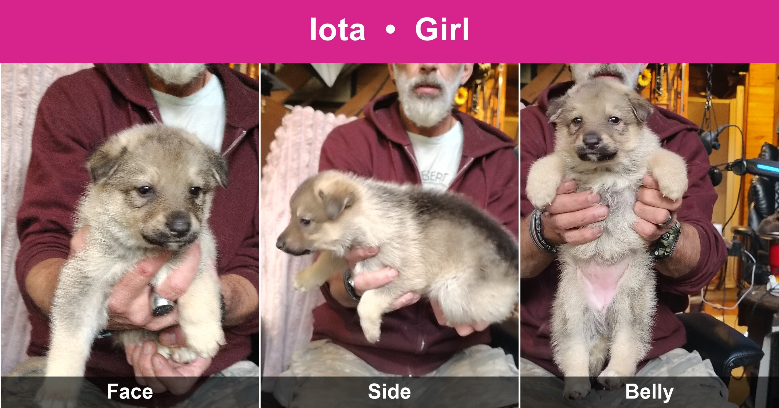 Shepshy Puppies image 5