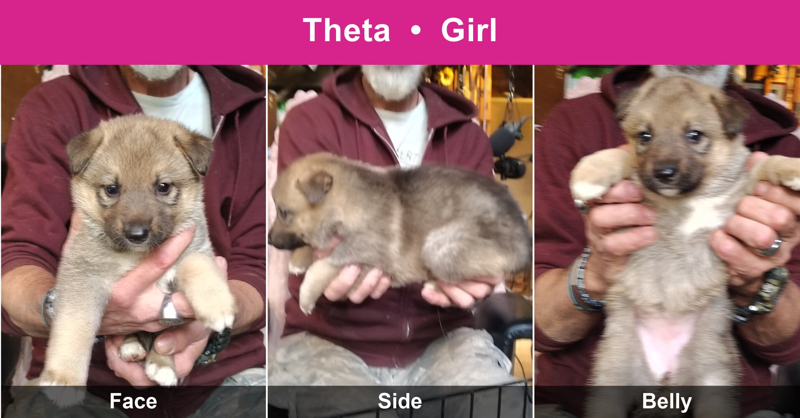 Shepshy Puppies image 6