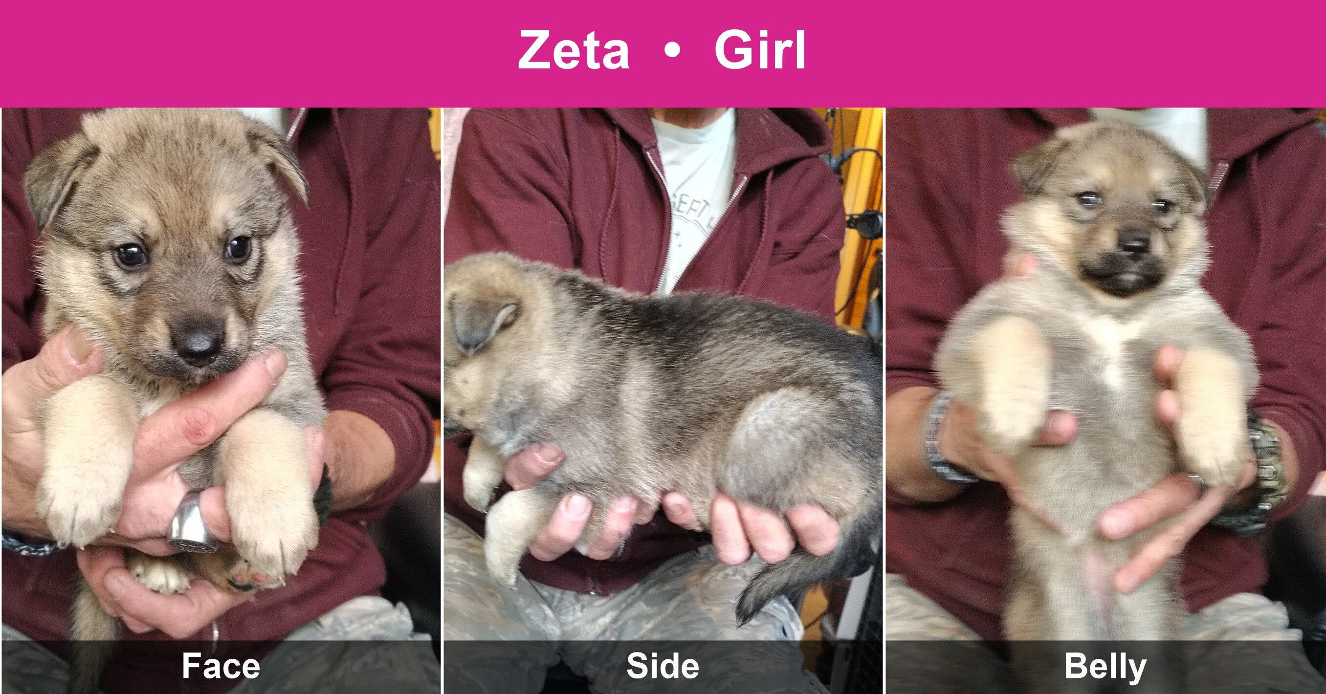 Shepshy Puppies image 7