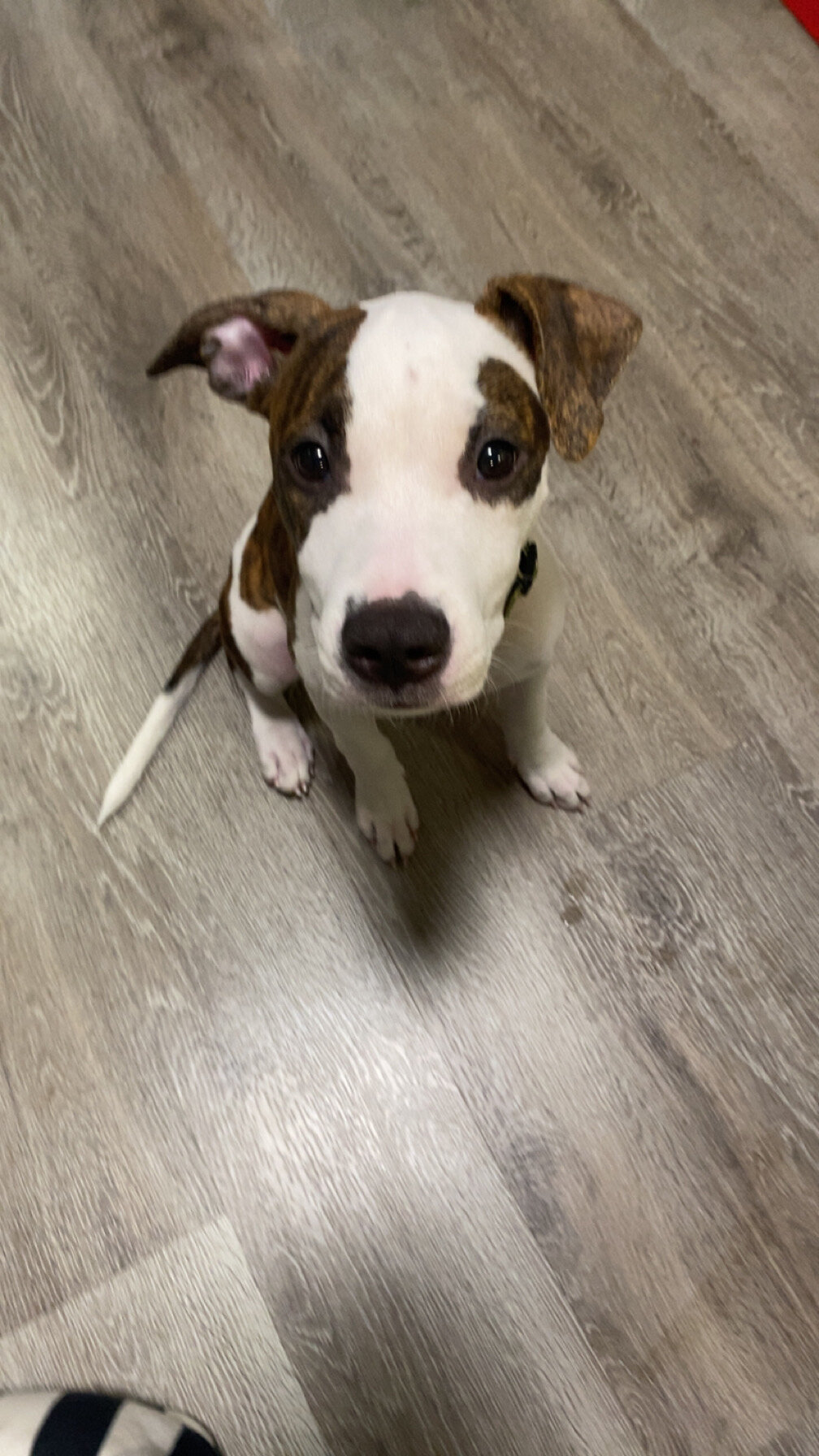 Mixed pit image 2