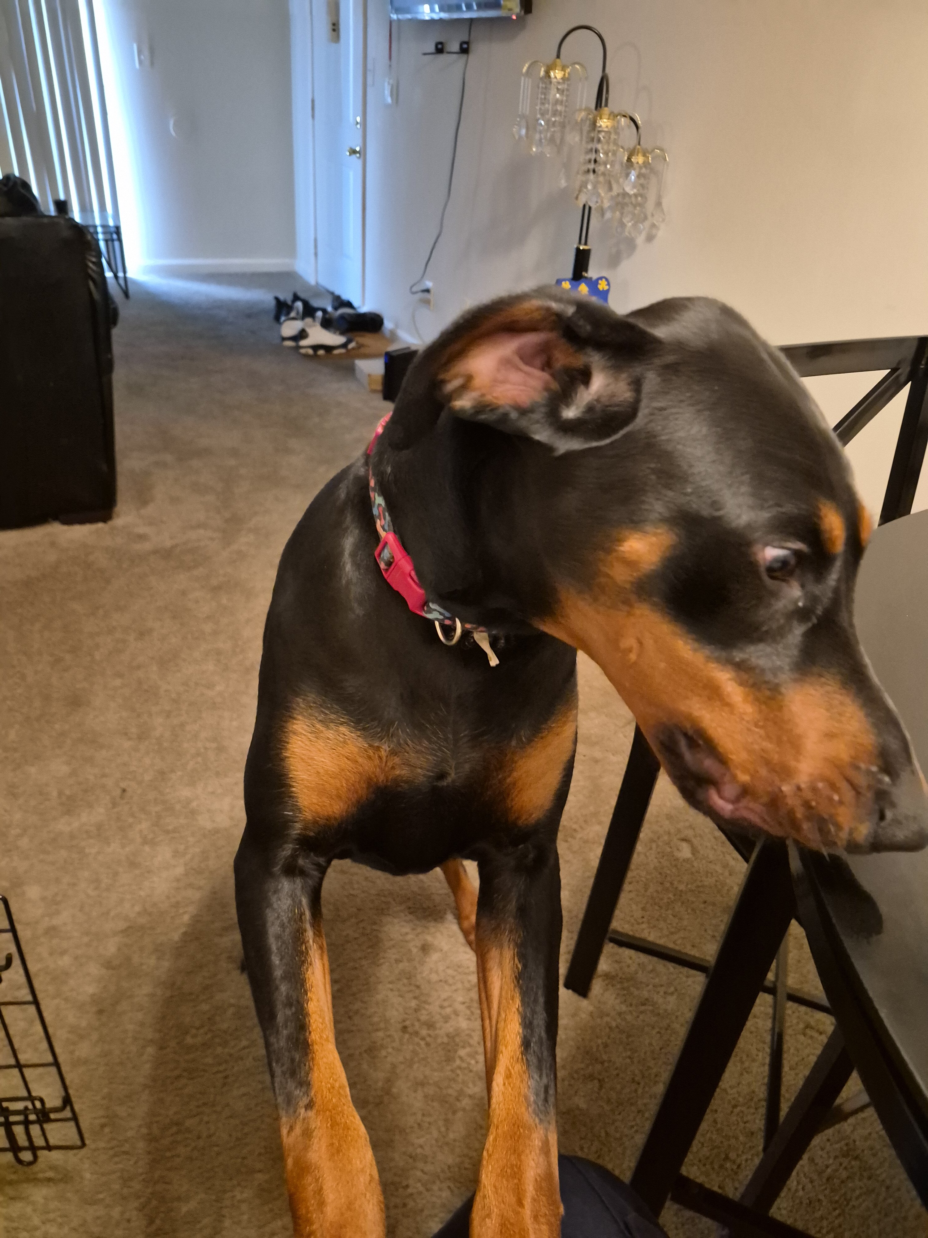 Puppy image 2