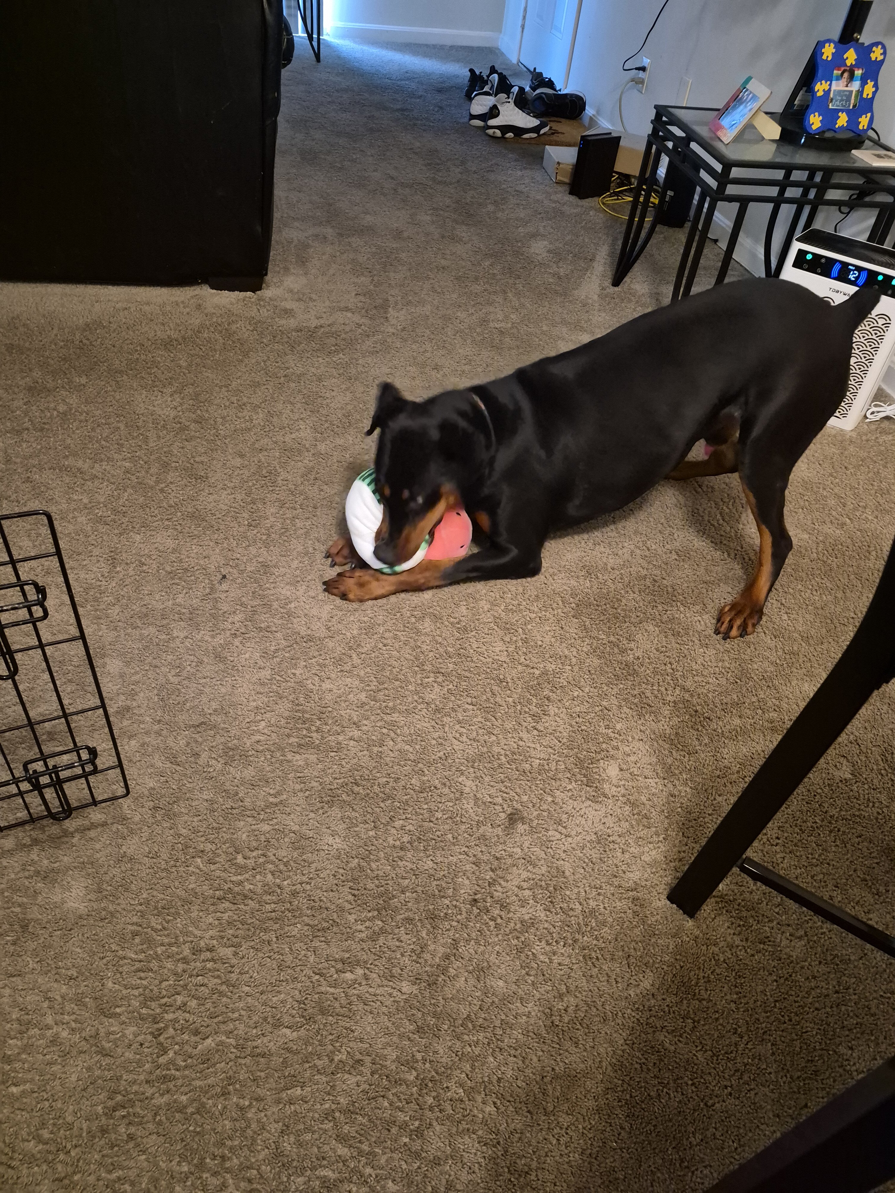 Puppy image 3