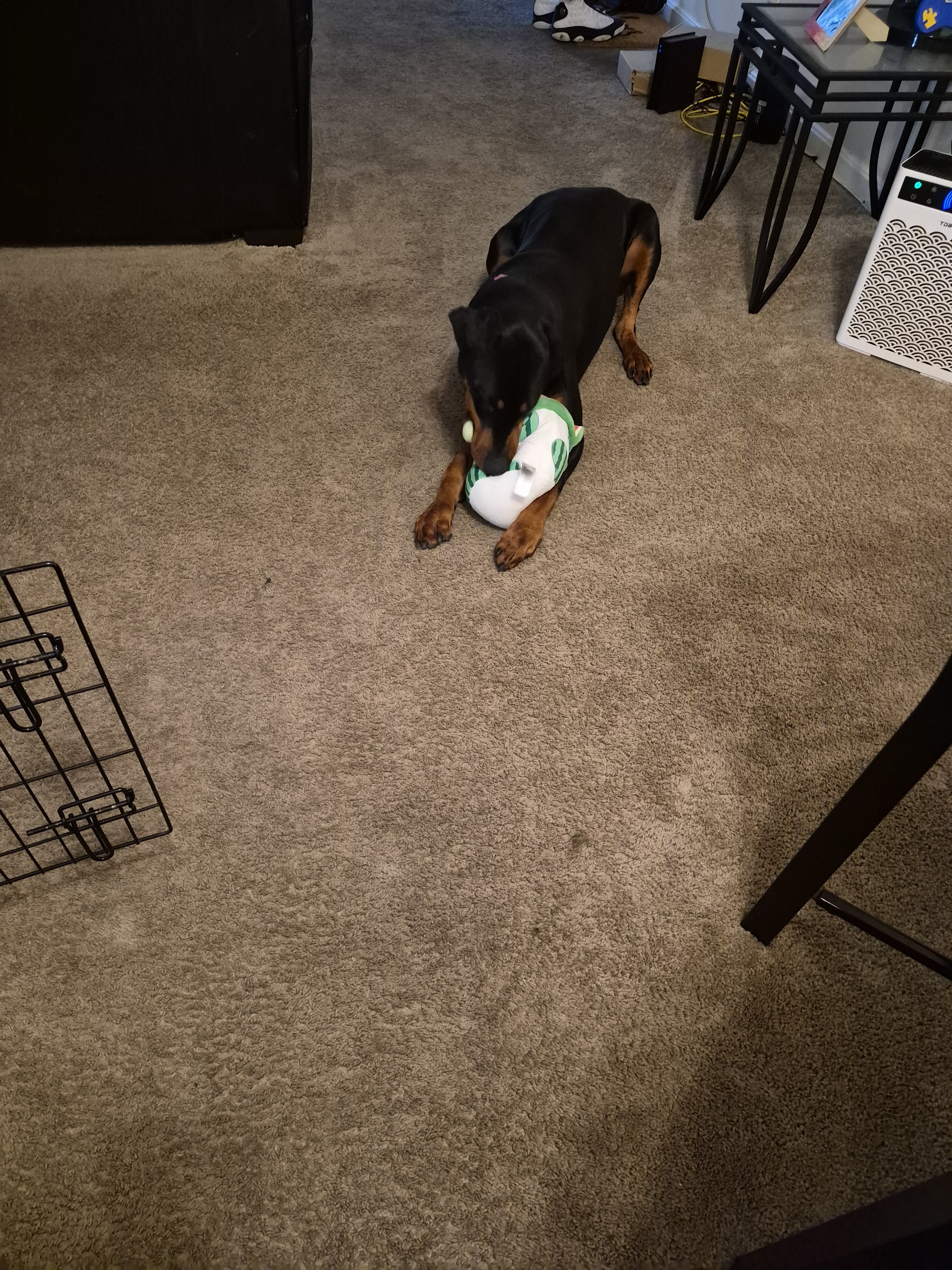 Puppy image 4