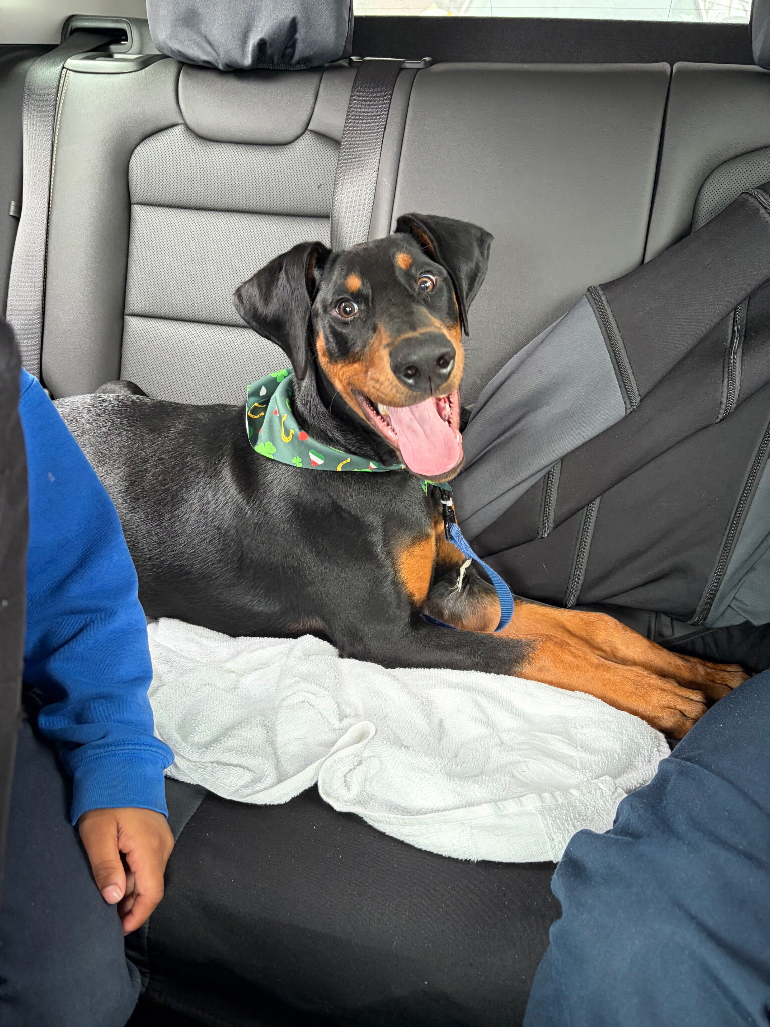 Puppy image 1