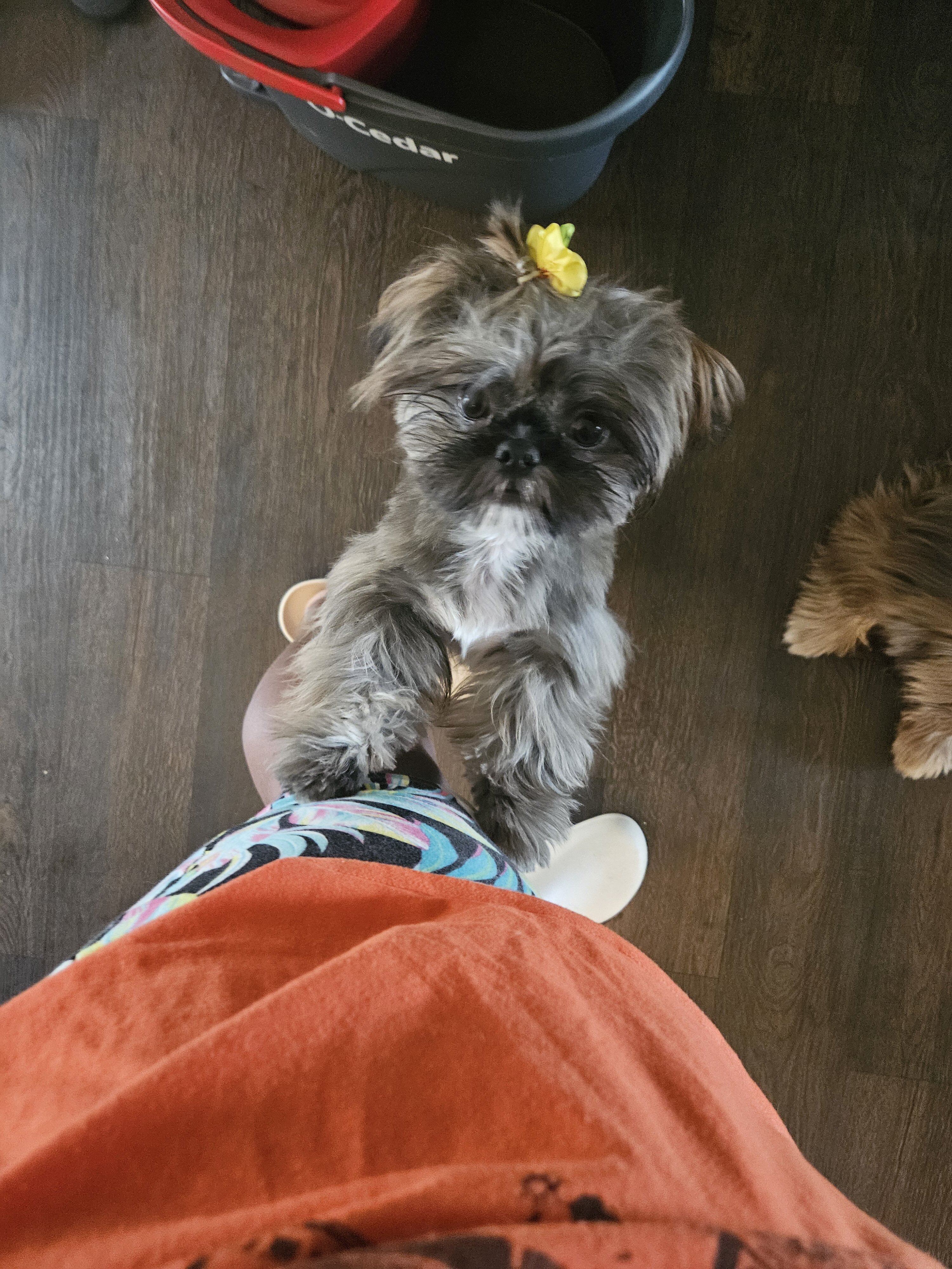 Shih tzus image 2