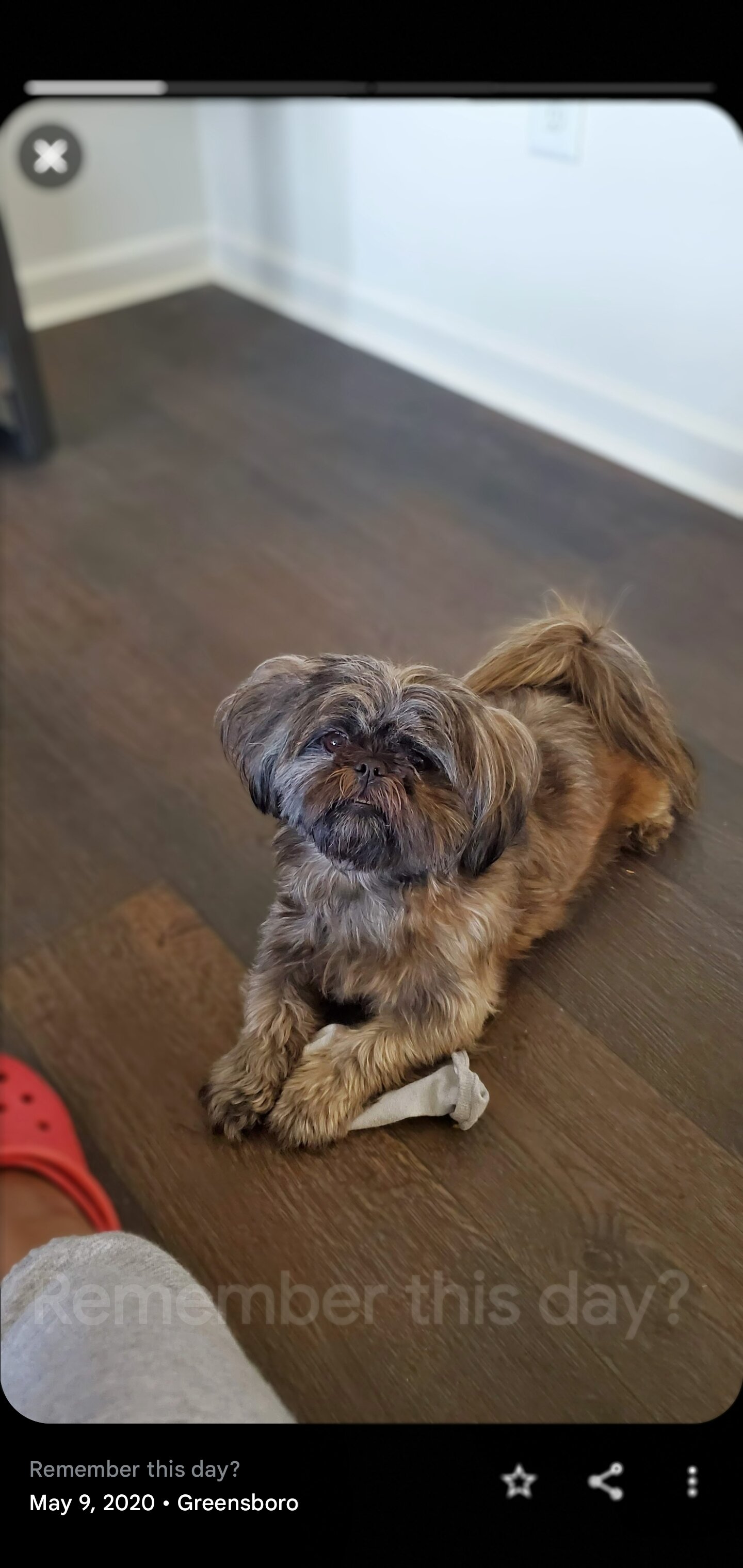 Shih tzus image 1
