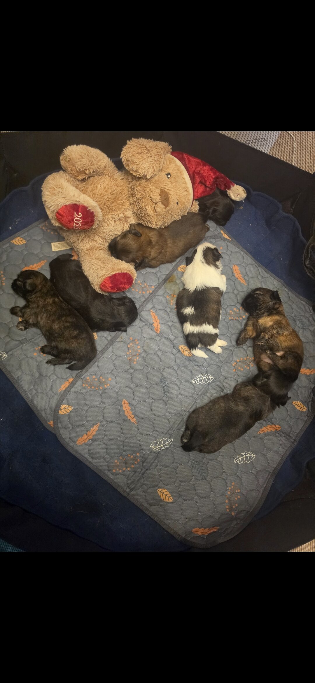 Shih tzus image 3